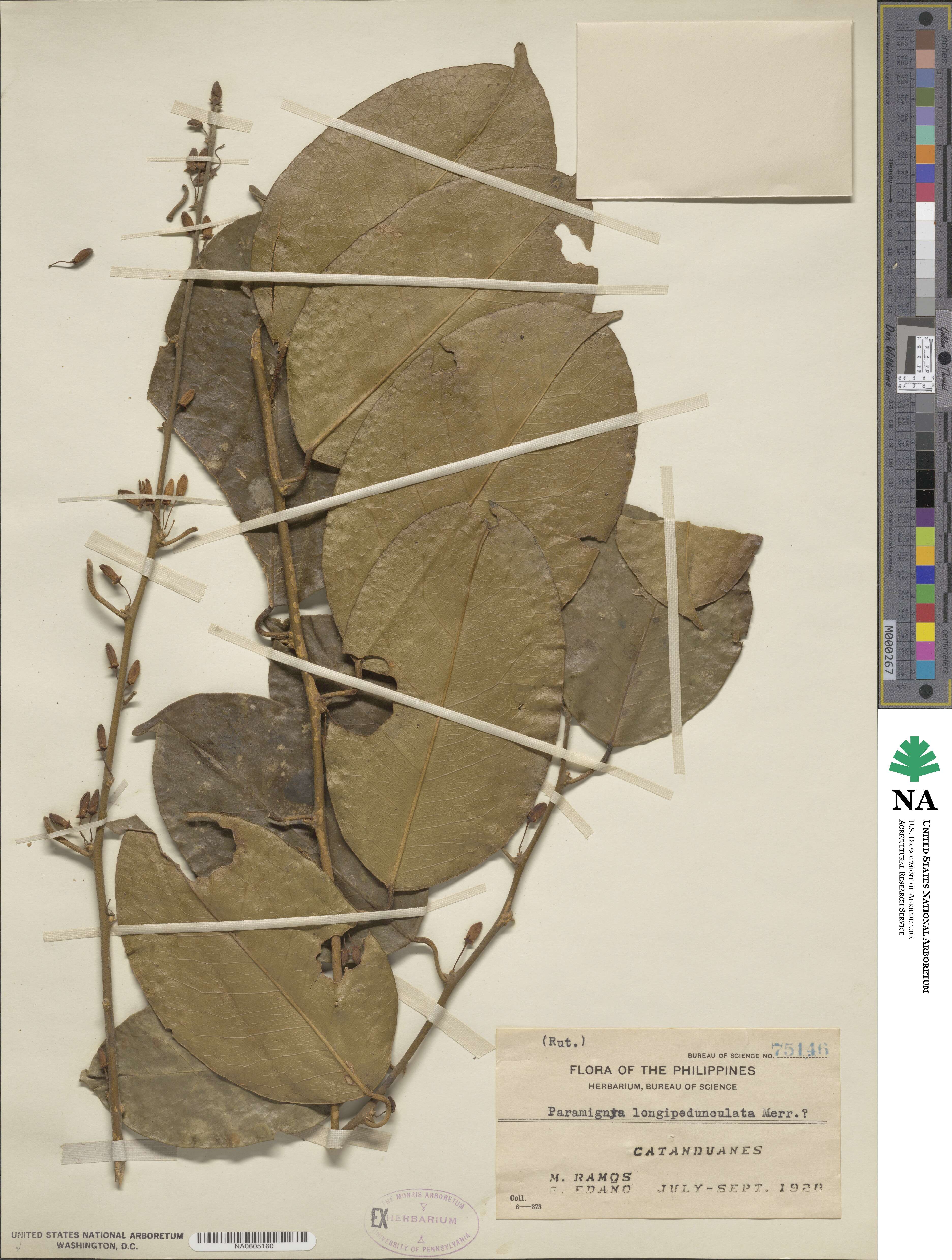 Paramignya longipedunculata image