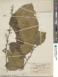 Image of Paramignya longipedunculata