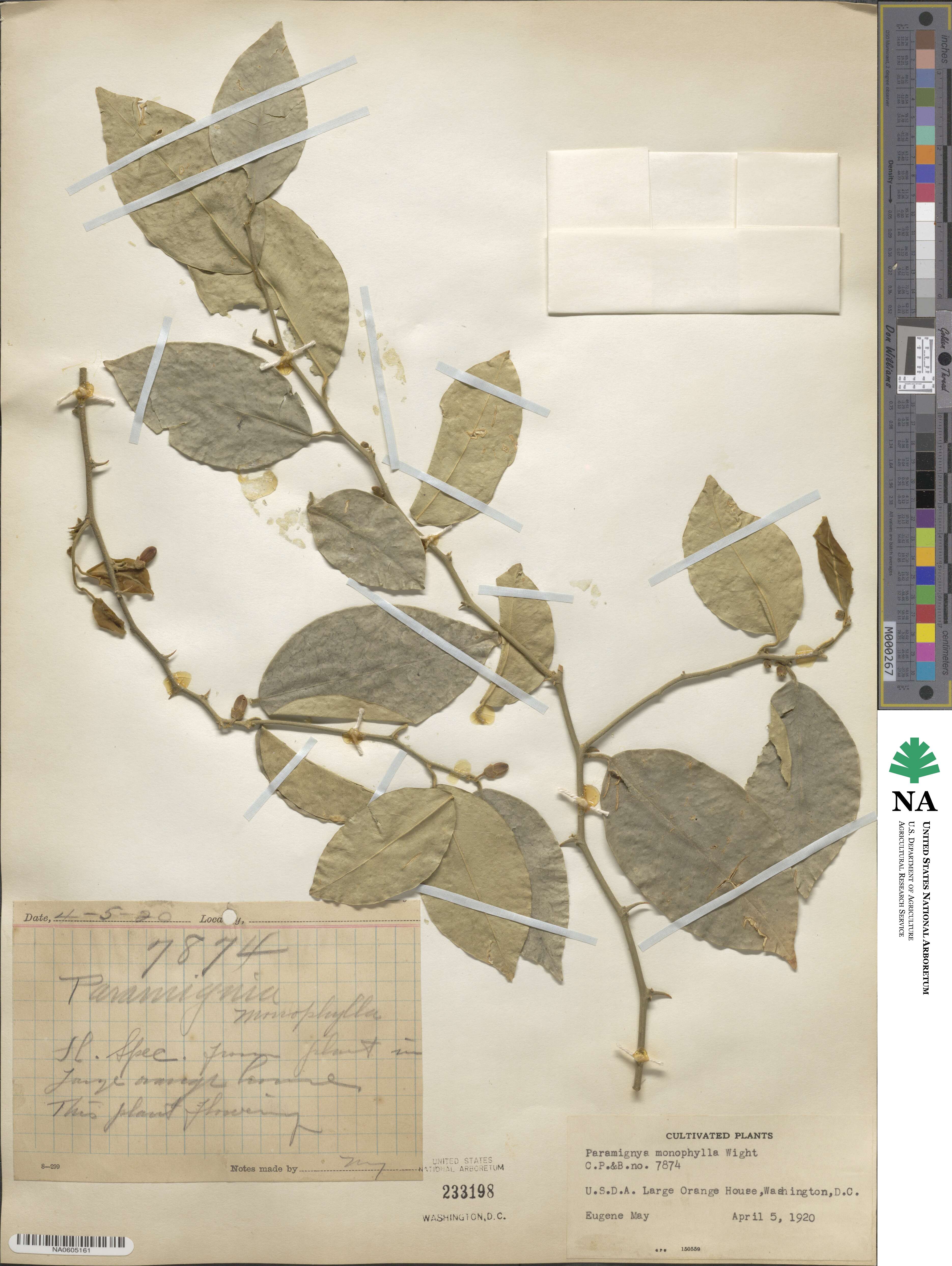 Paramignya monophylla image