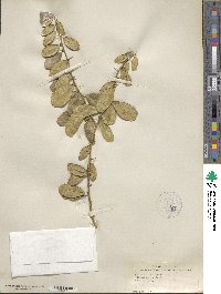 Atalantia buxifolia image