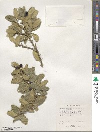 Atalantia buxifolia image