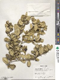 Atalantia buxifolia image