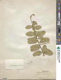 Atalantia buxifolia image