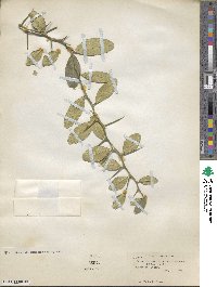 Atalantia buxifolia image