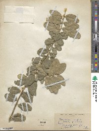 Atalantia buxifolia image