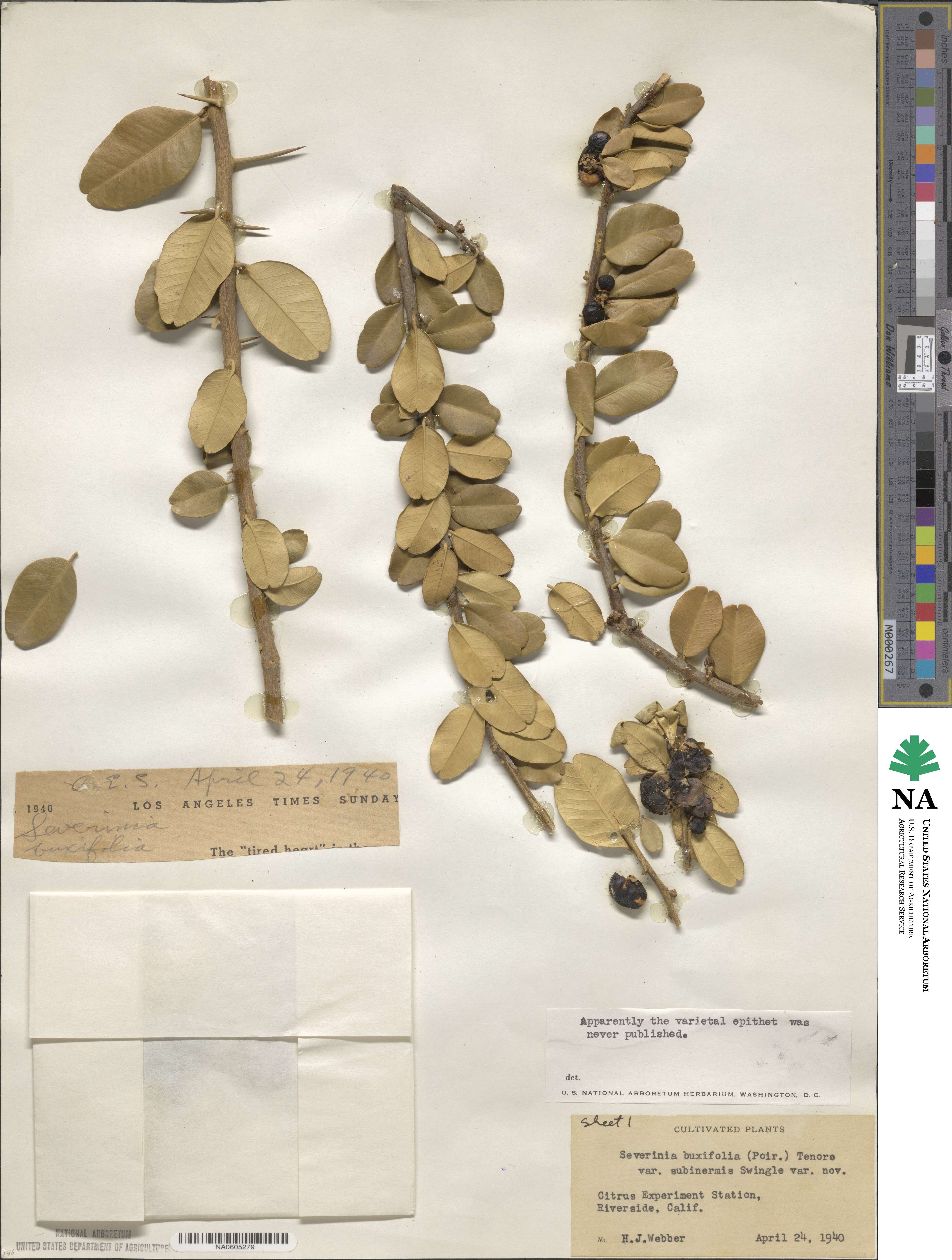 Atalantia buxifolia image