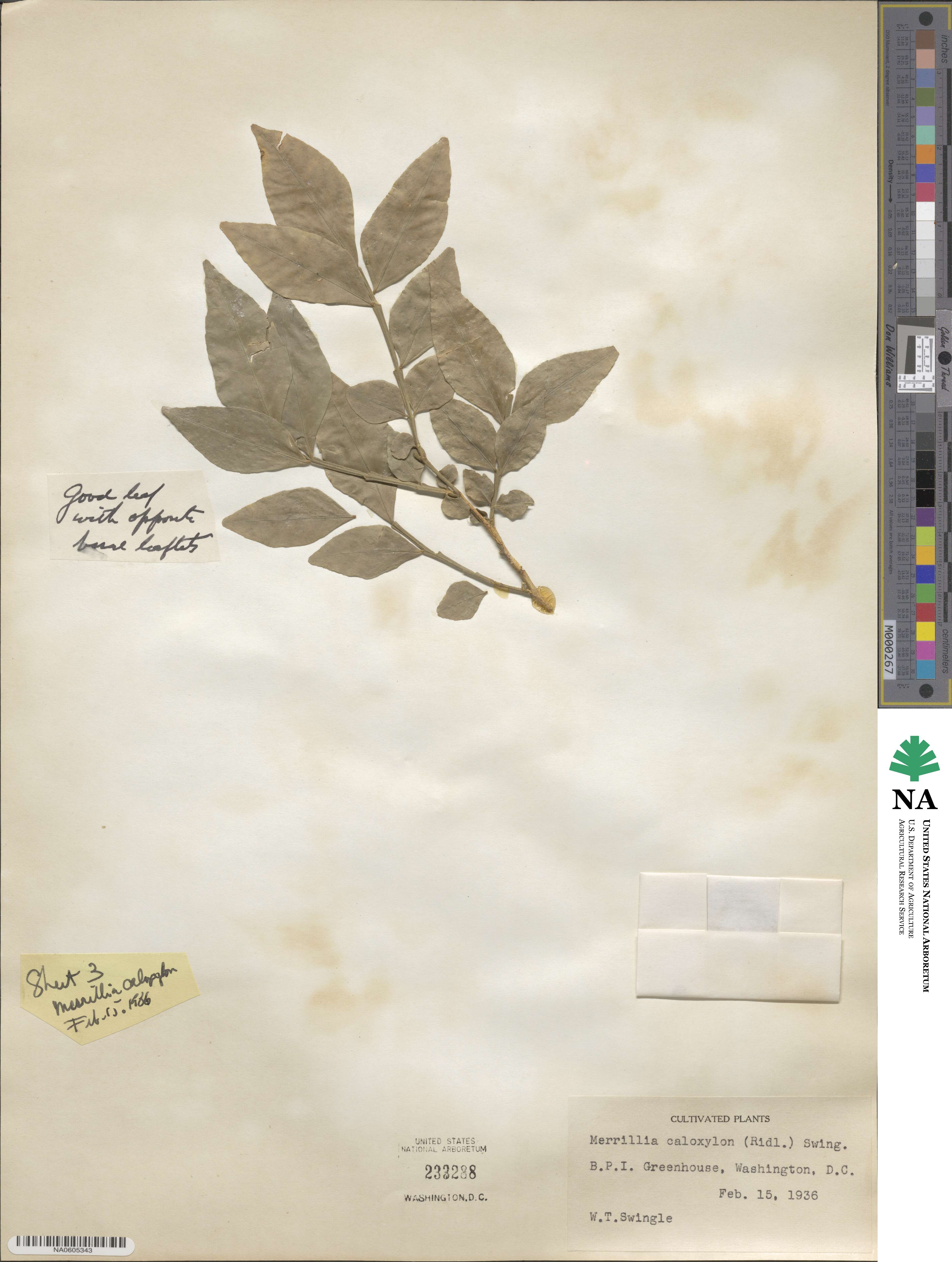 Merrillia caloxylon image