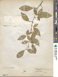 Afraegle paniculata image