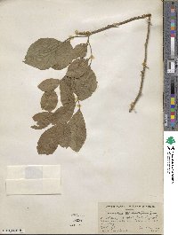 Afraegle paniculata image