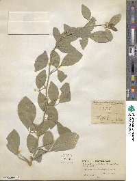 Afraegle paniculata image