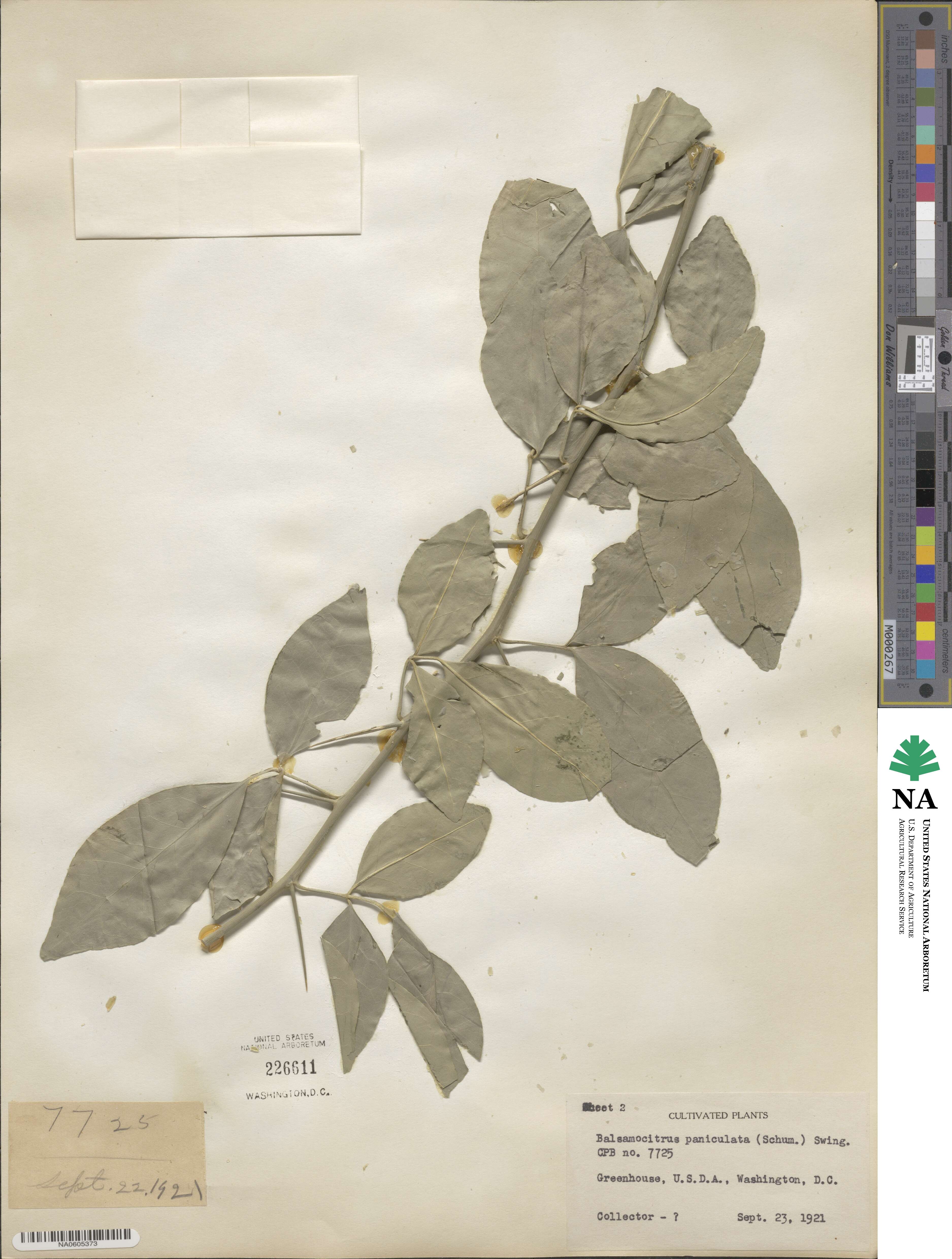 Afraegle paniculata image