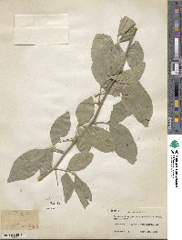 Afraegle paniculata image