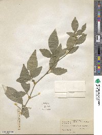 Afraegle paniculata image