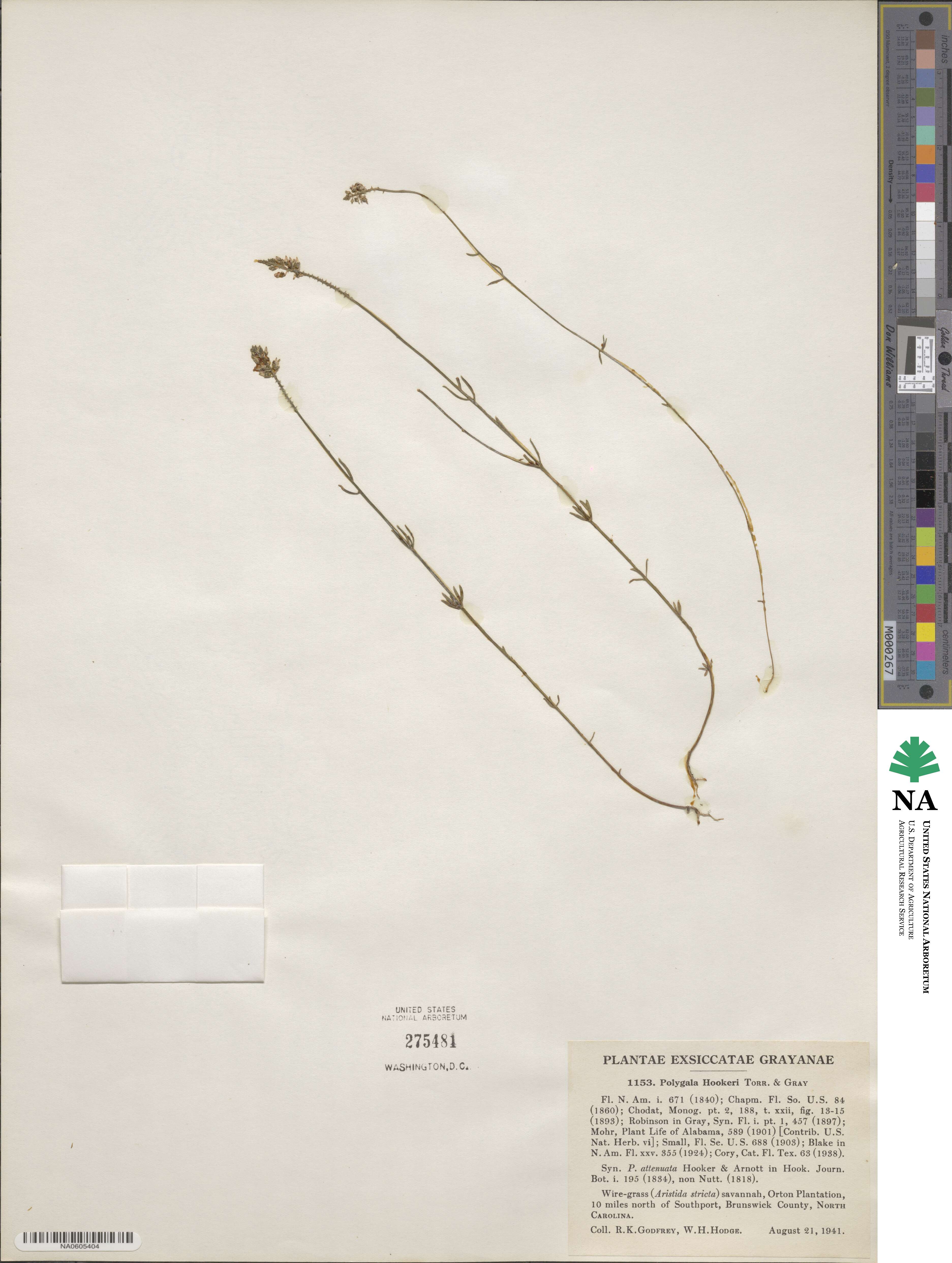Polygala hookeri image