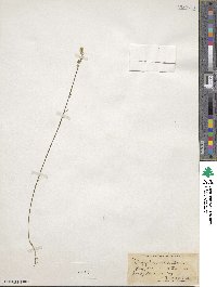 Polygala incarnata image