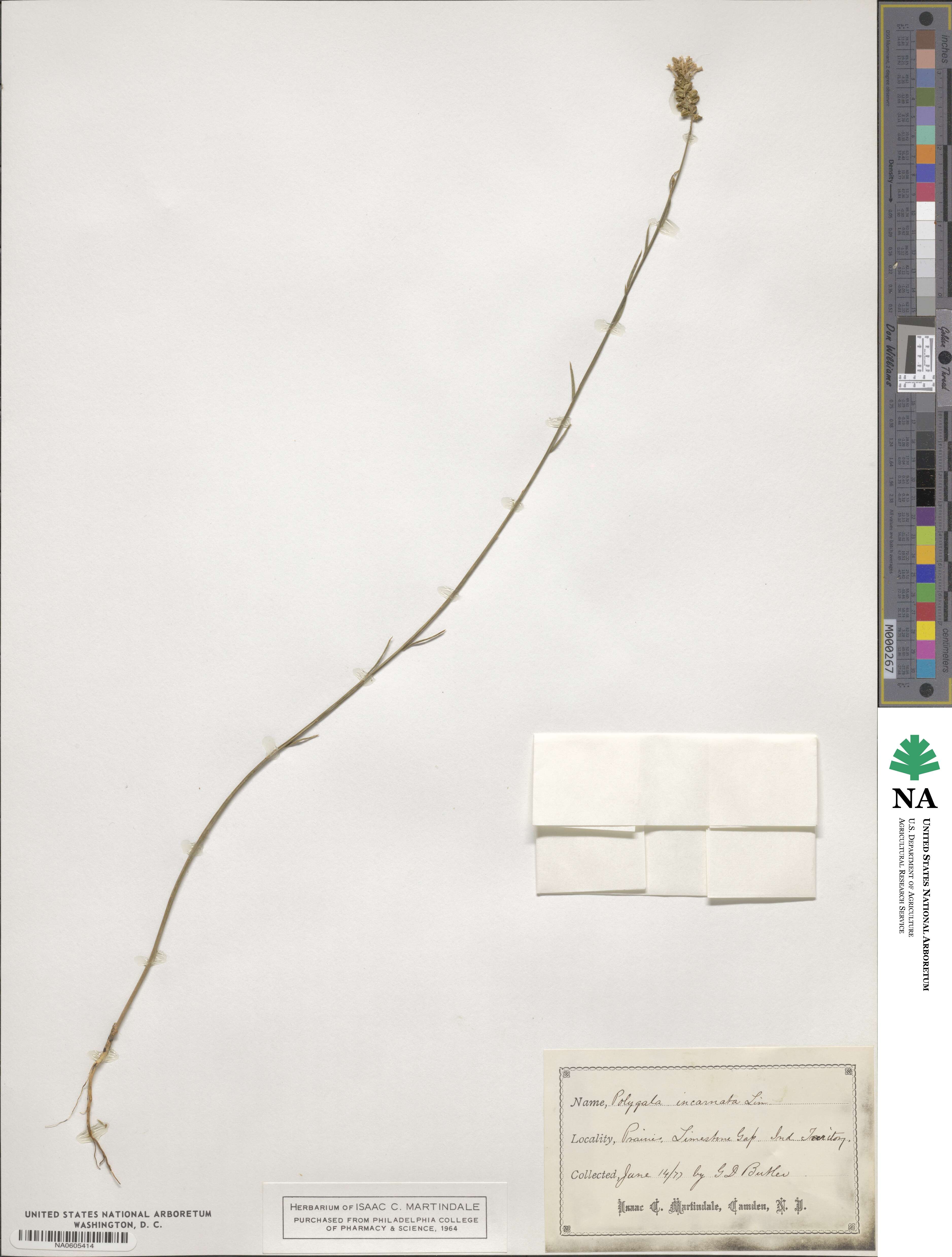 Polygala incarnata image