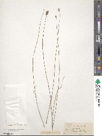 Polygala incarnata image