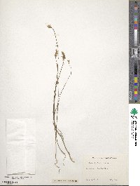 Polygala incarnata image