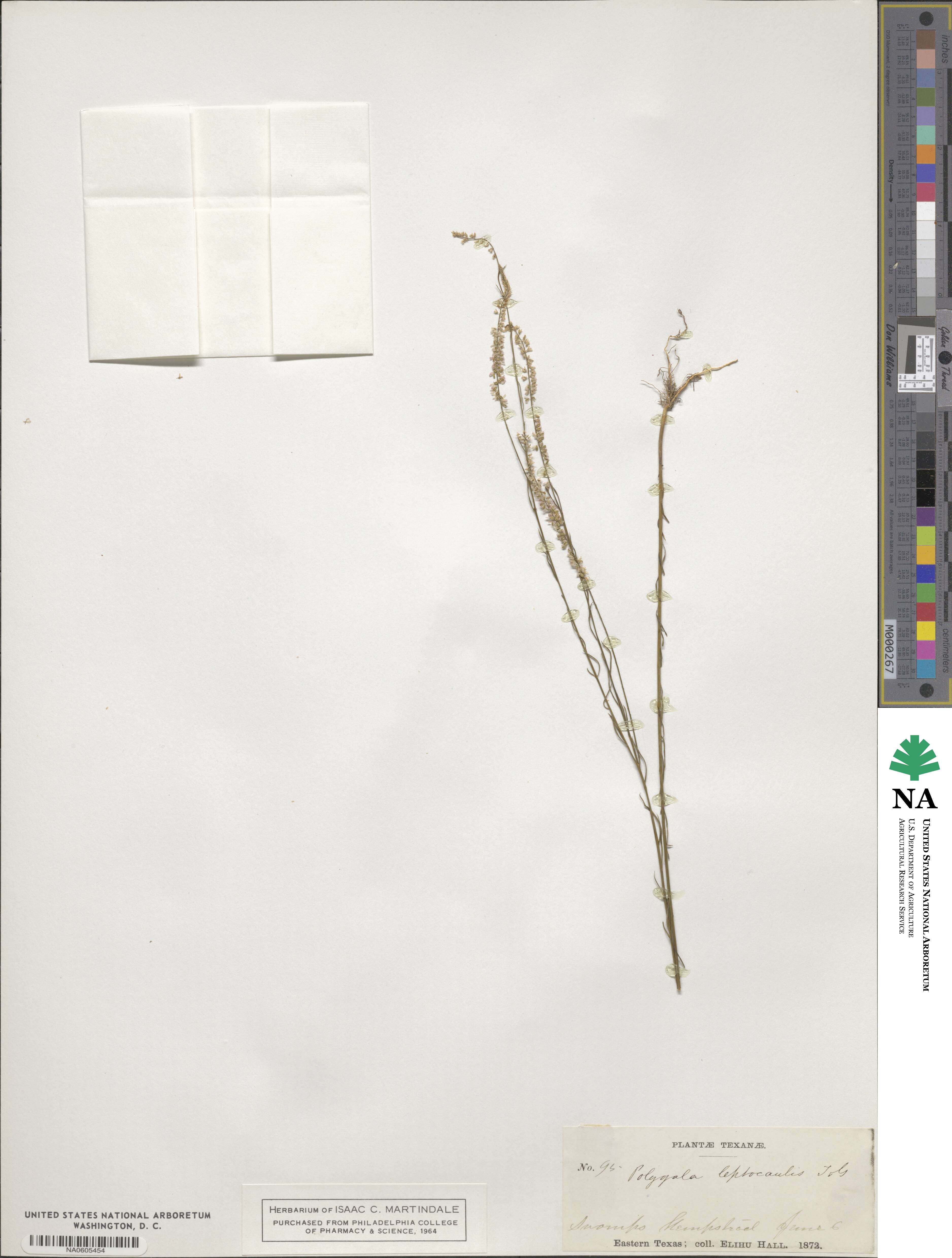 Polygala leptocaulis image