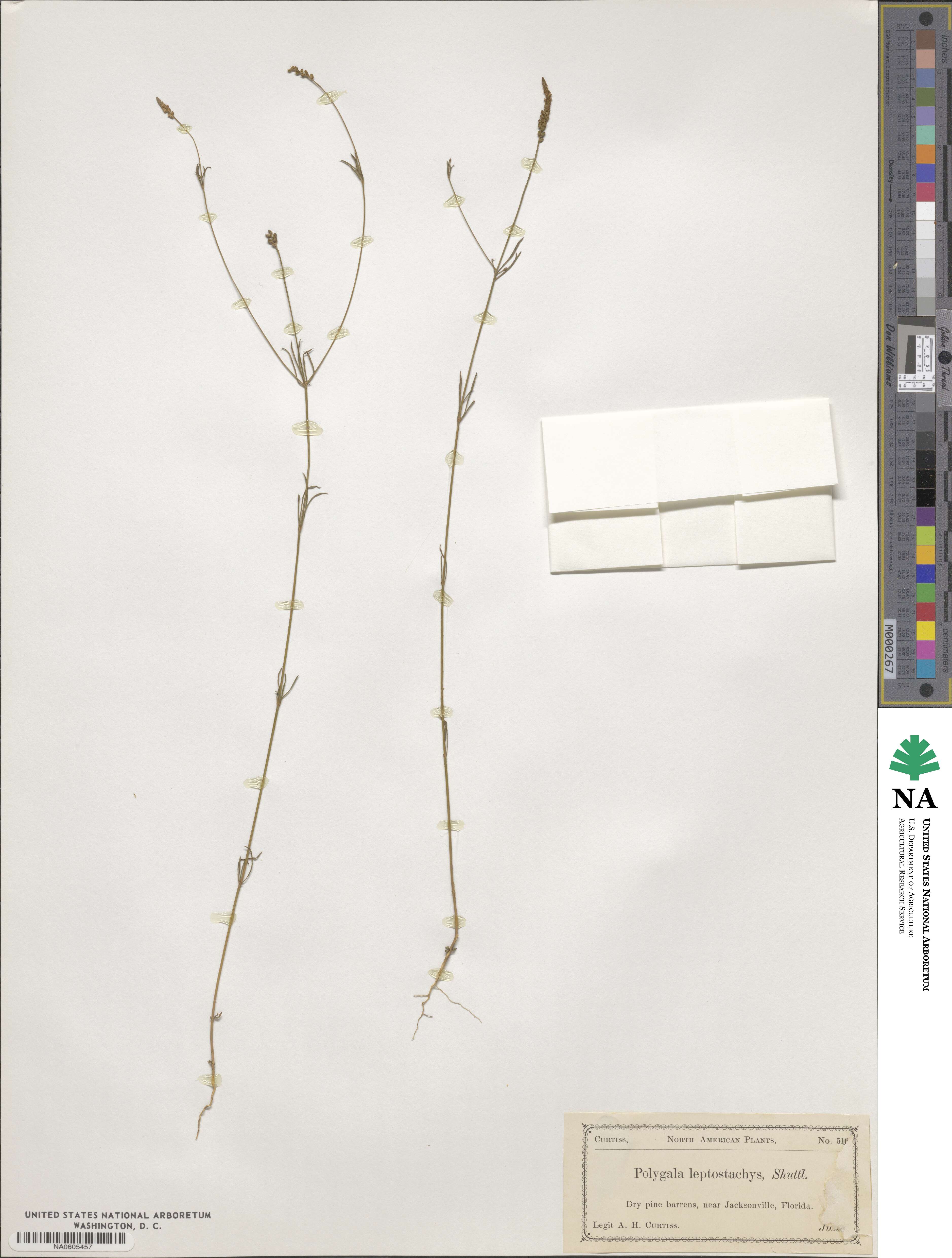 Polygala leptostachys image