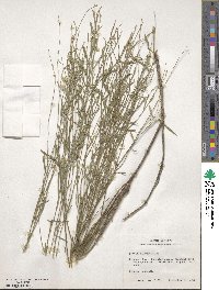 Hebecarpa barbeyana image