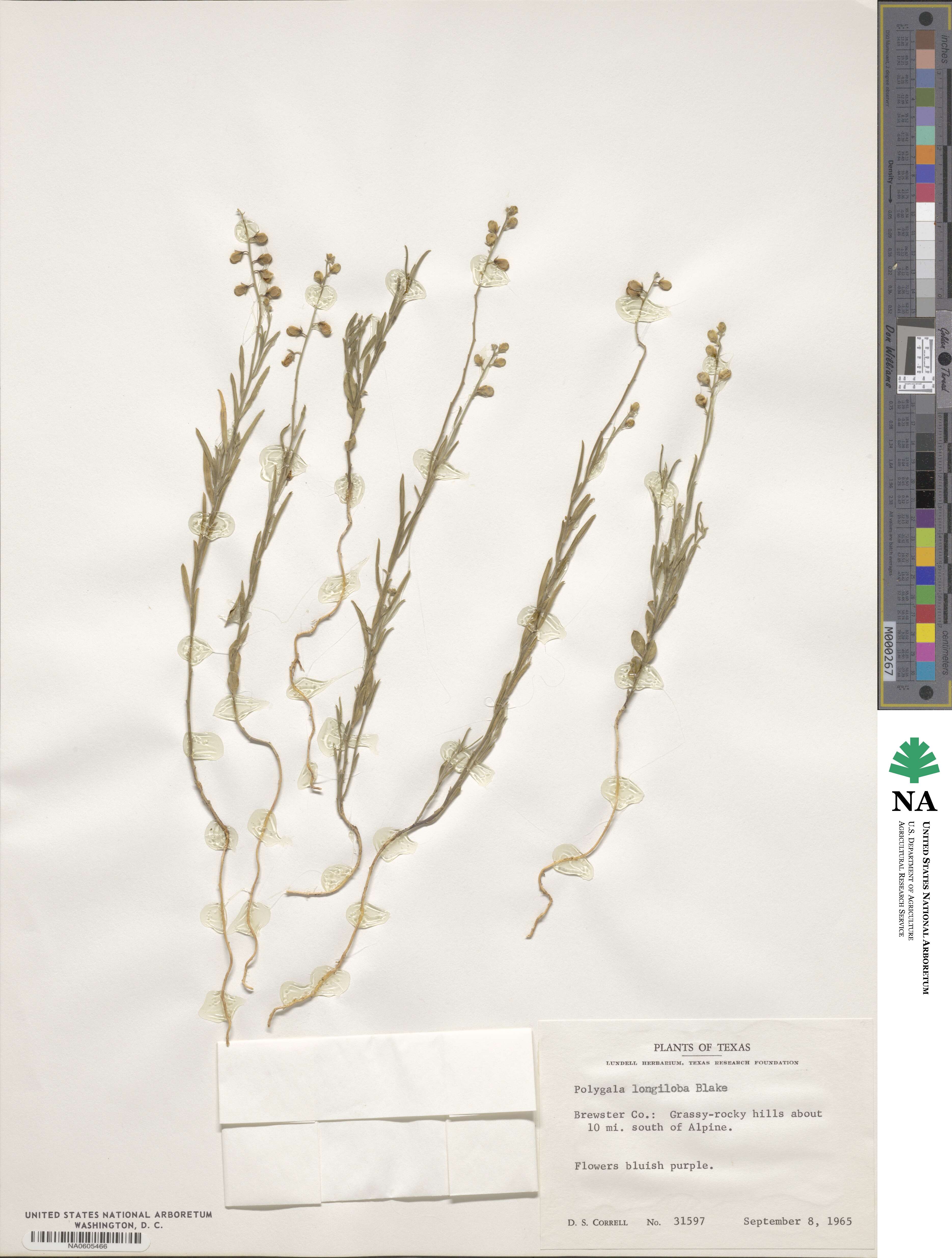 Polygala longiloba image