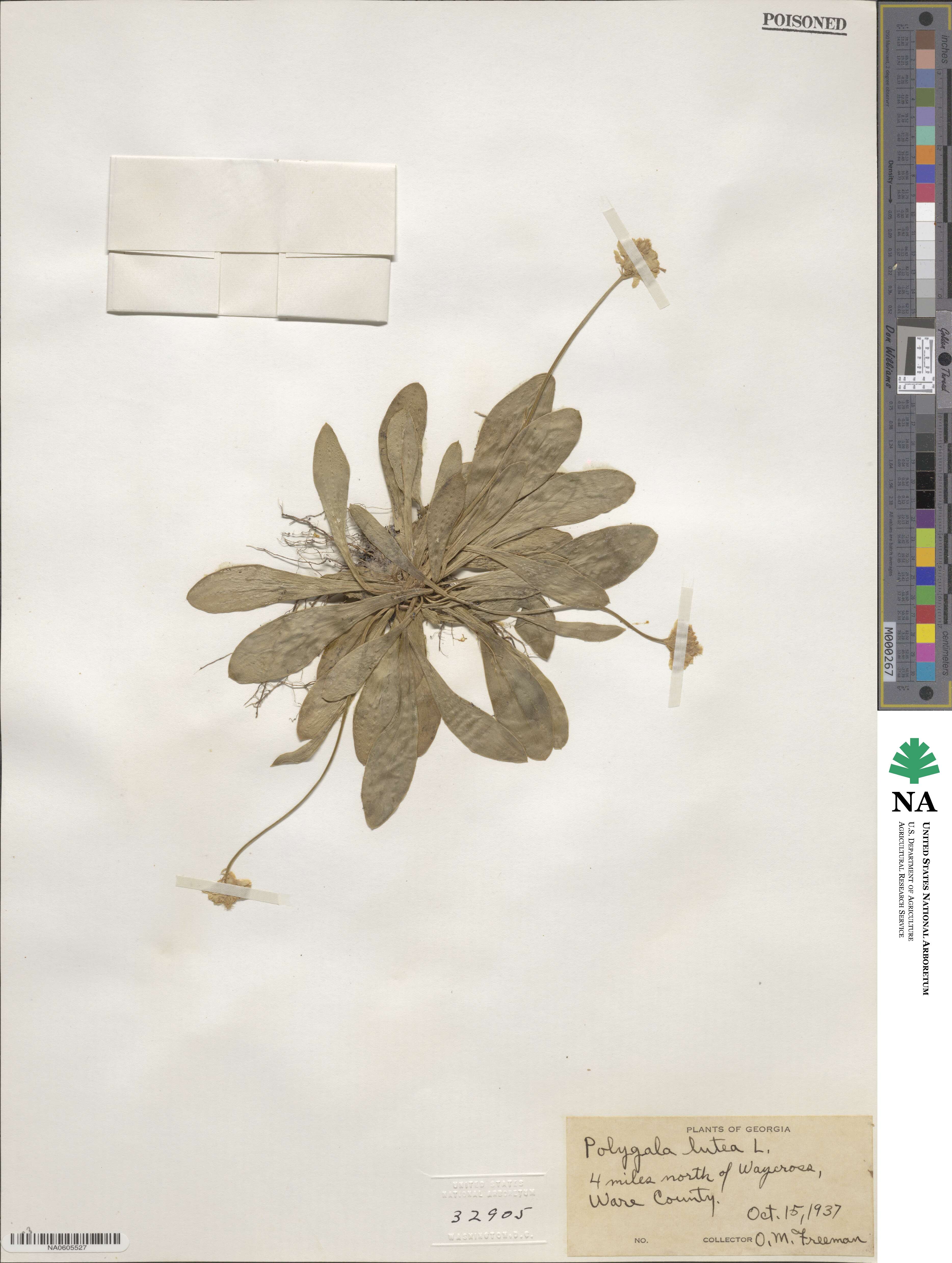 Polygala lutea image