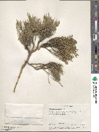 Hebecarpa macradenia image