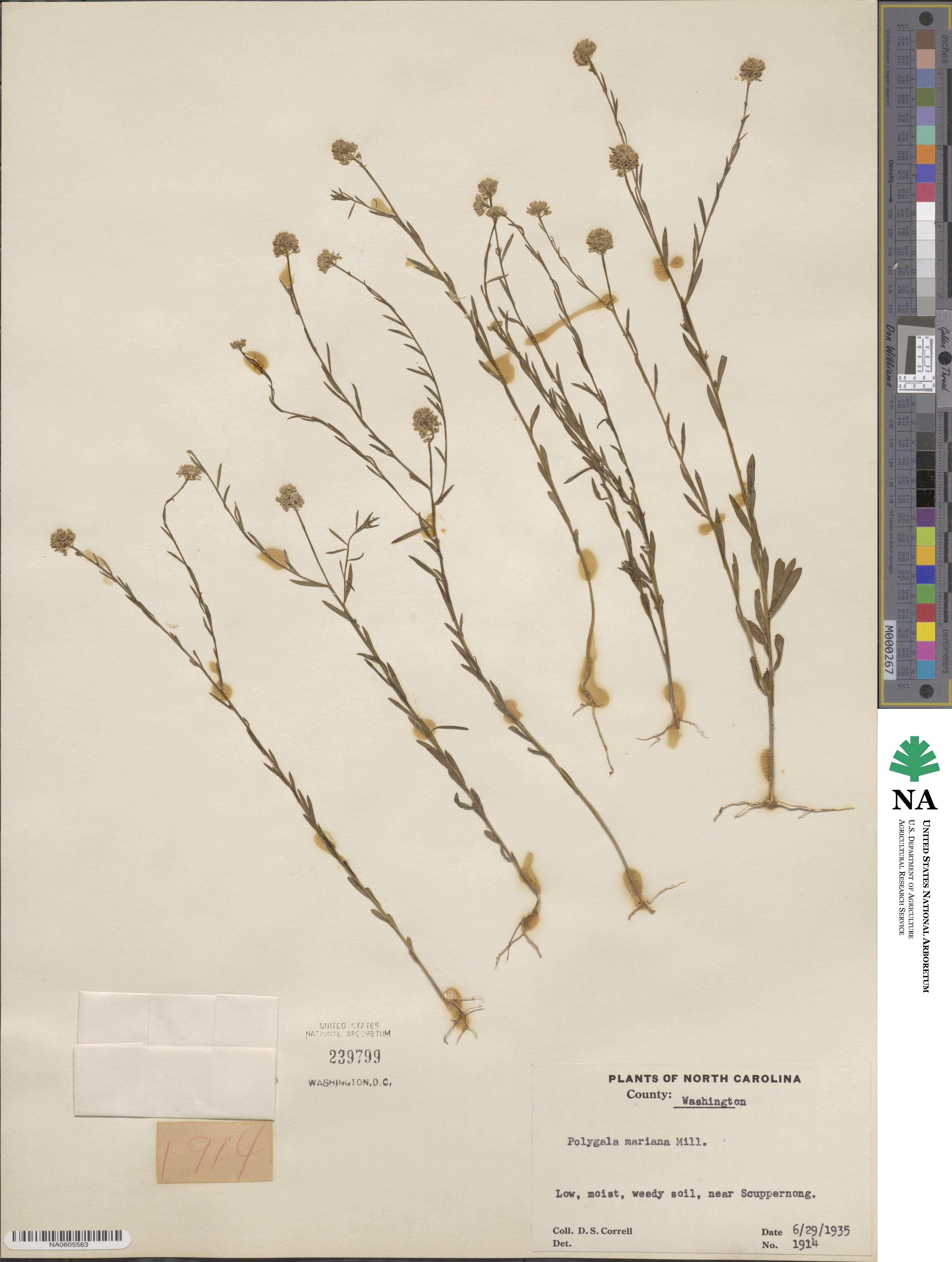 Polygala mariana image