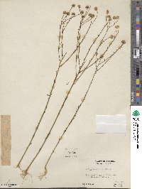 Polygala mariana image
