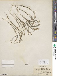 Polygala mariana image