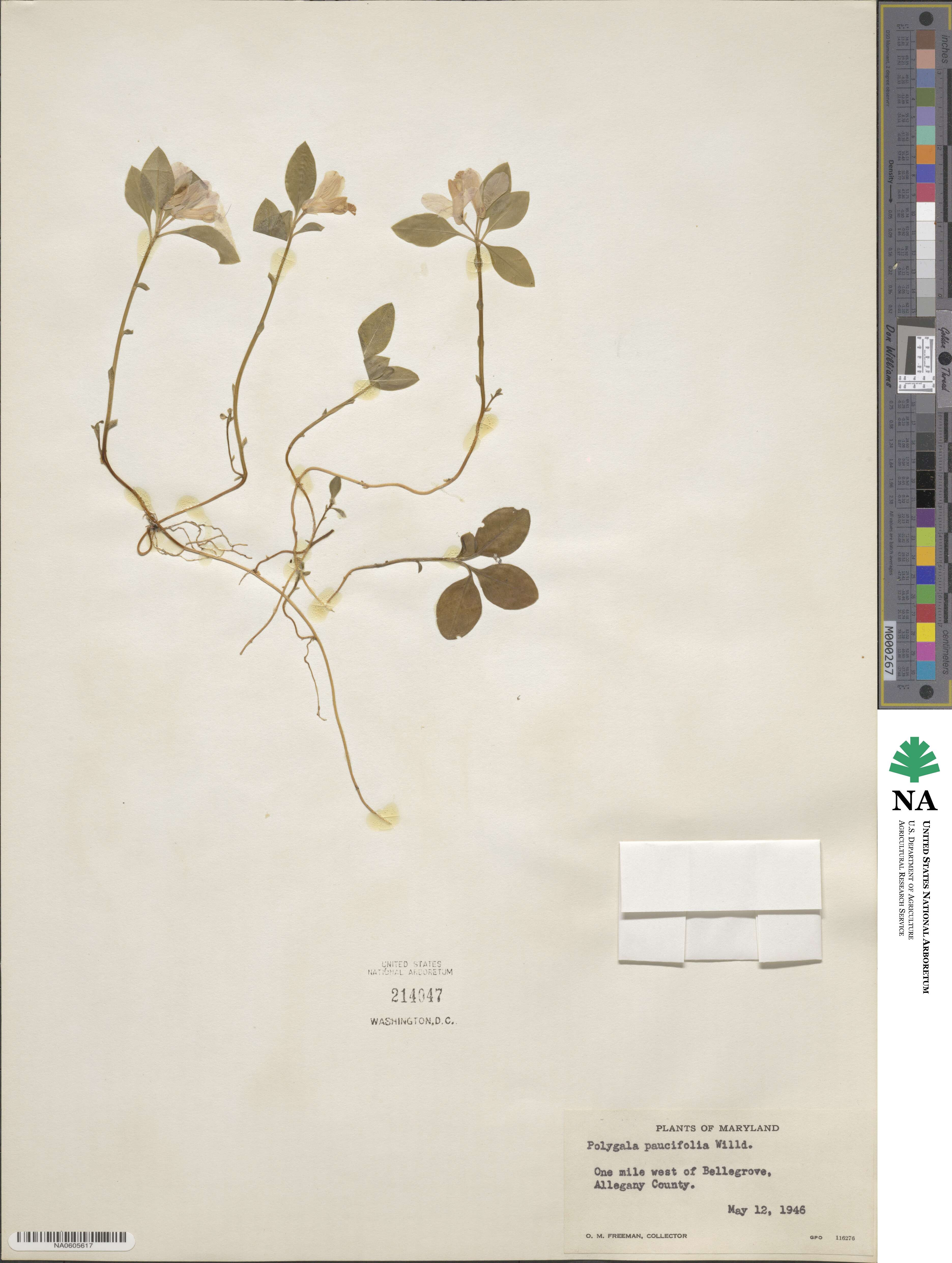 Polygaloides paucifolia image