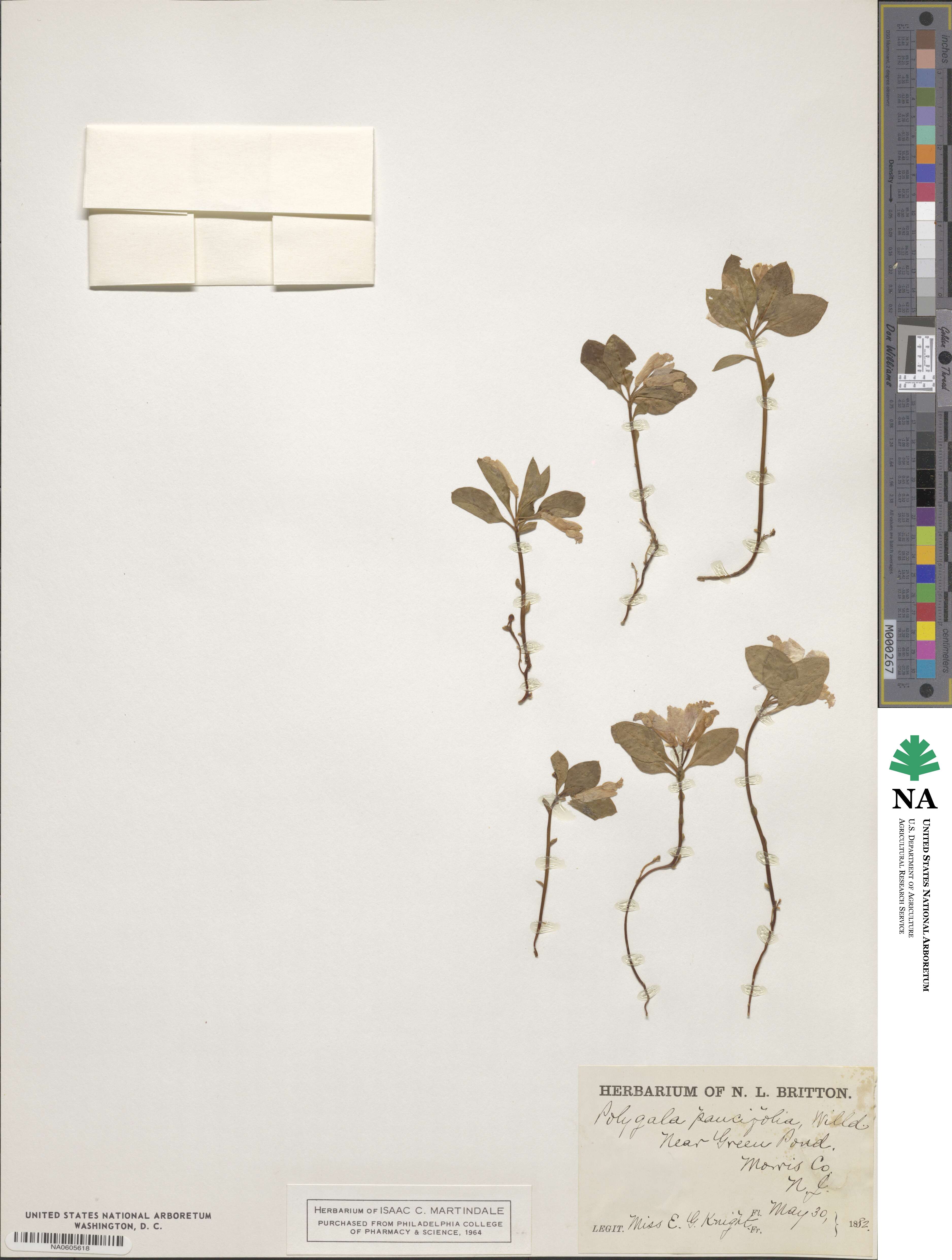 Polygaloides paucifolia image
