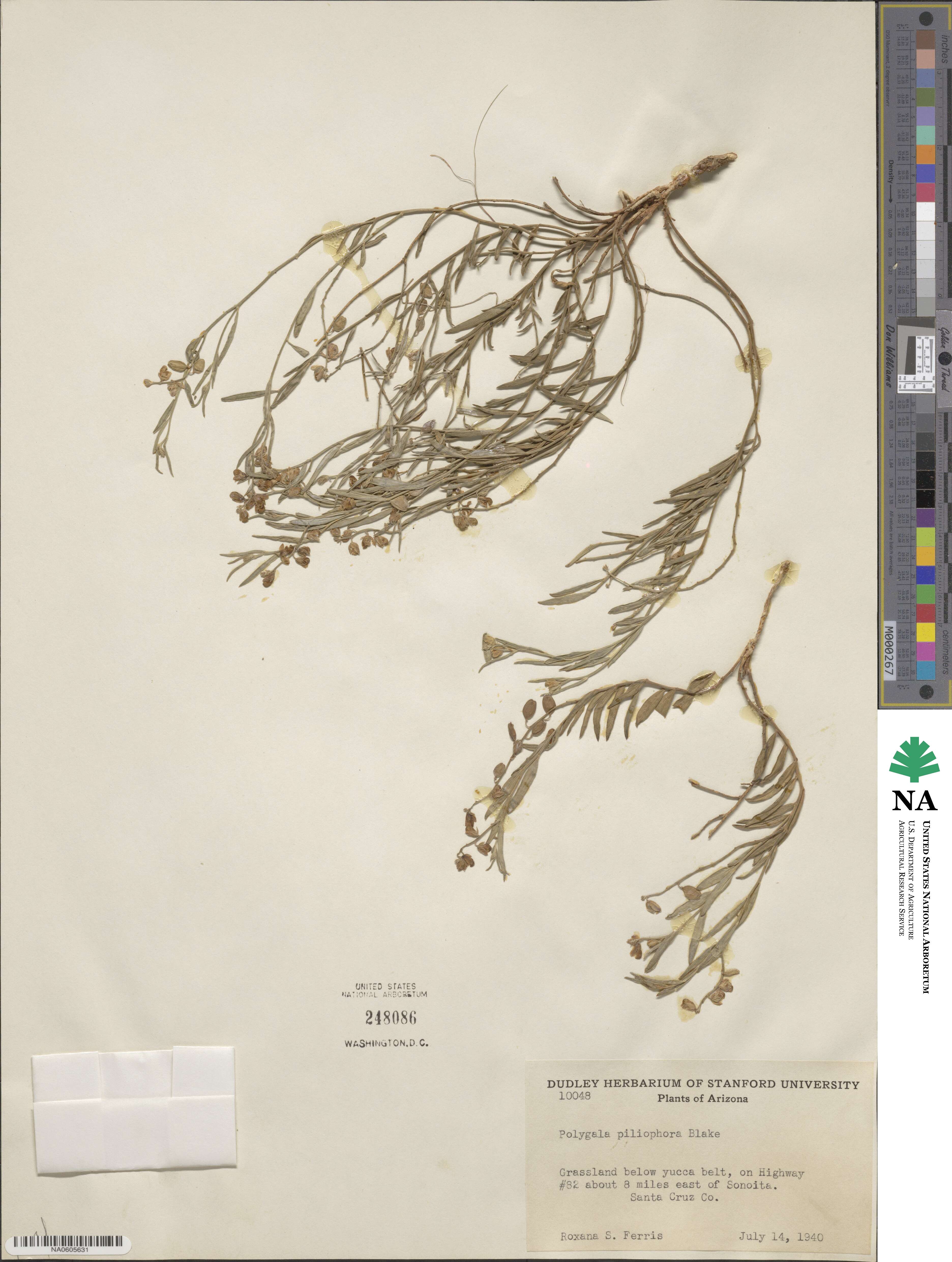 Polygala piliophora image
