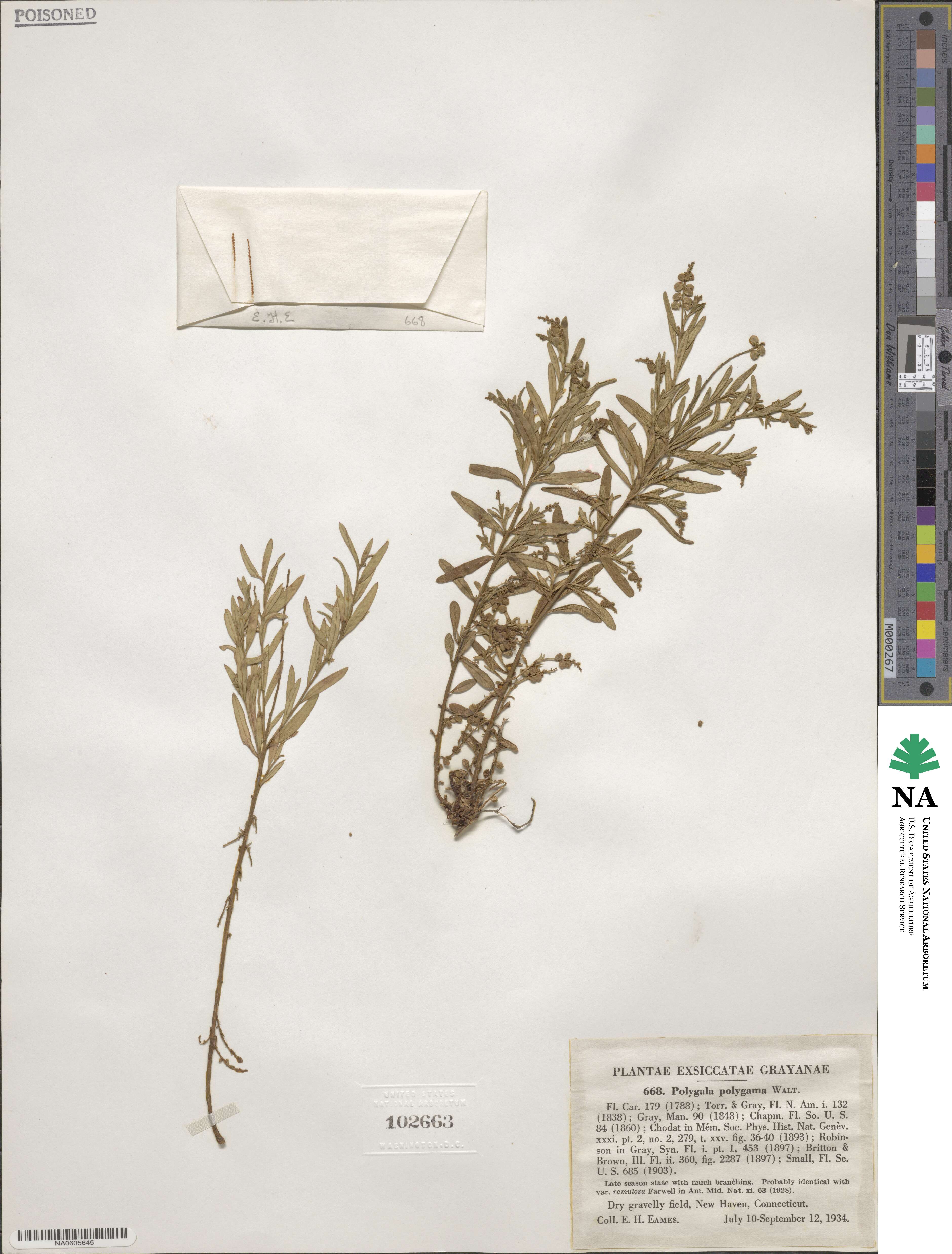 Polygala polygama image