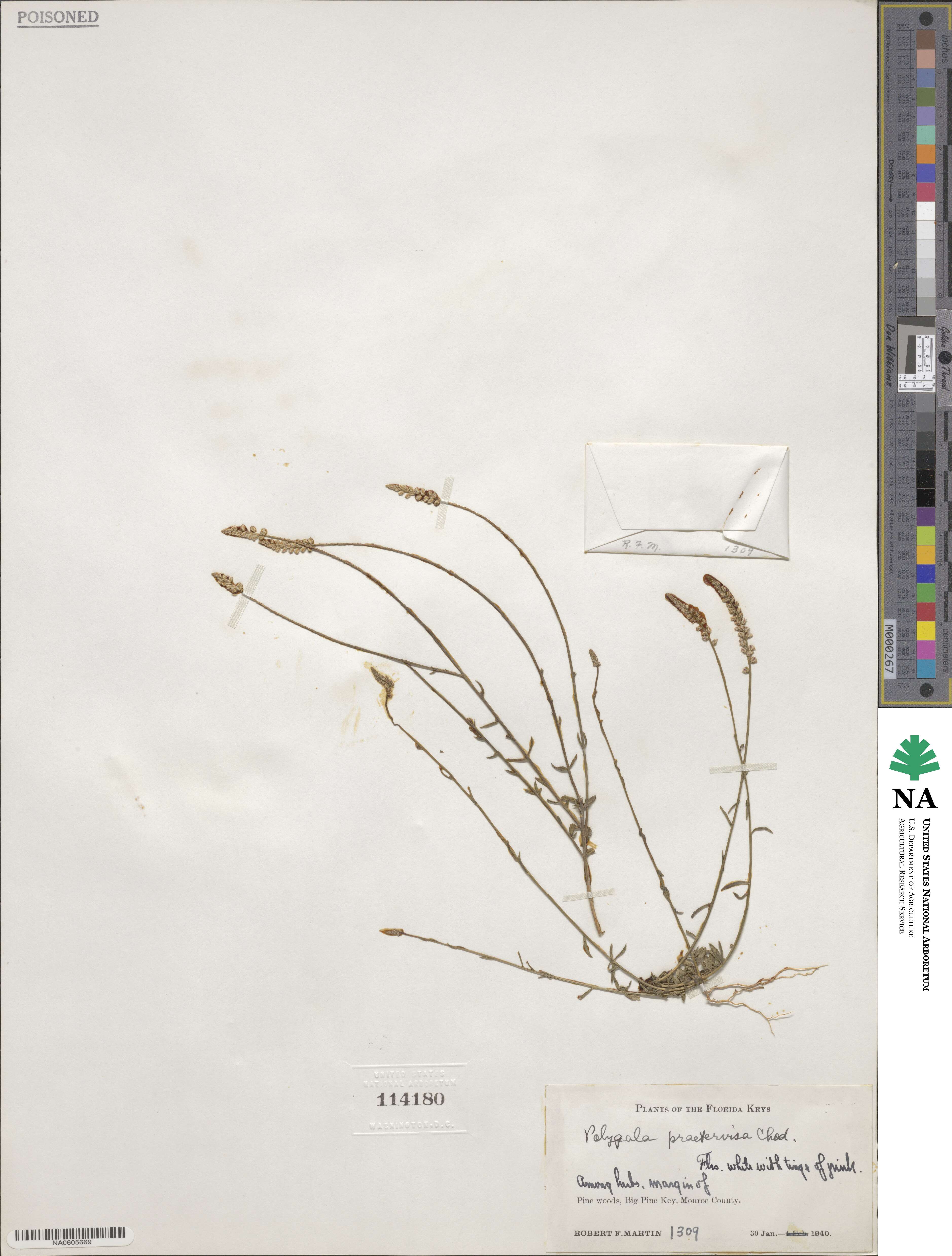 Polygala boykinii var. sparsifolia image