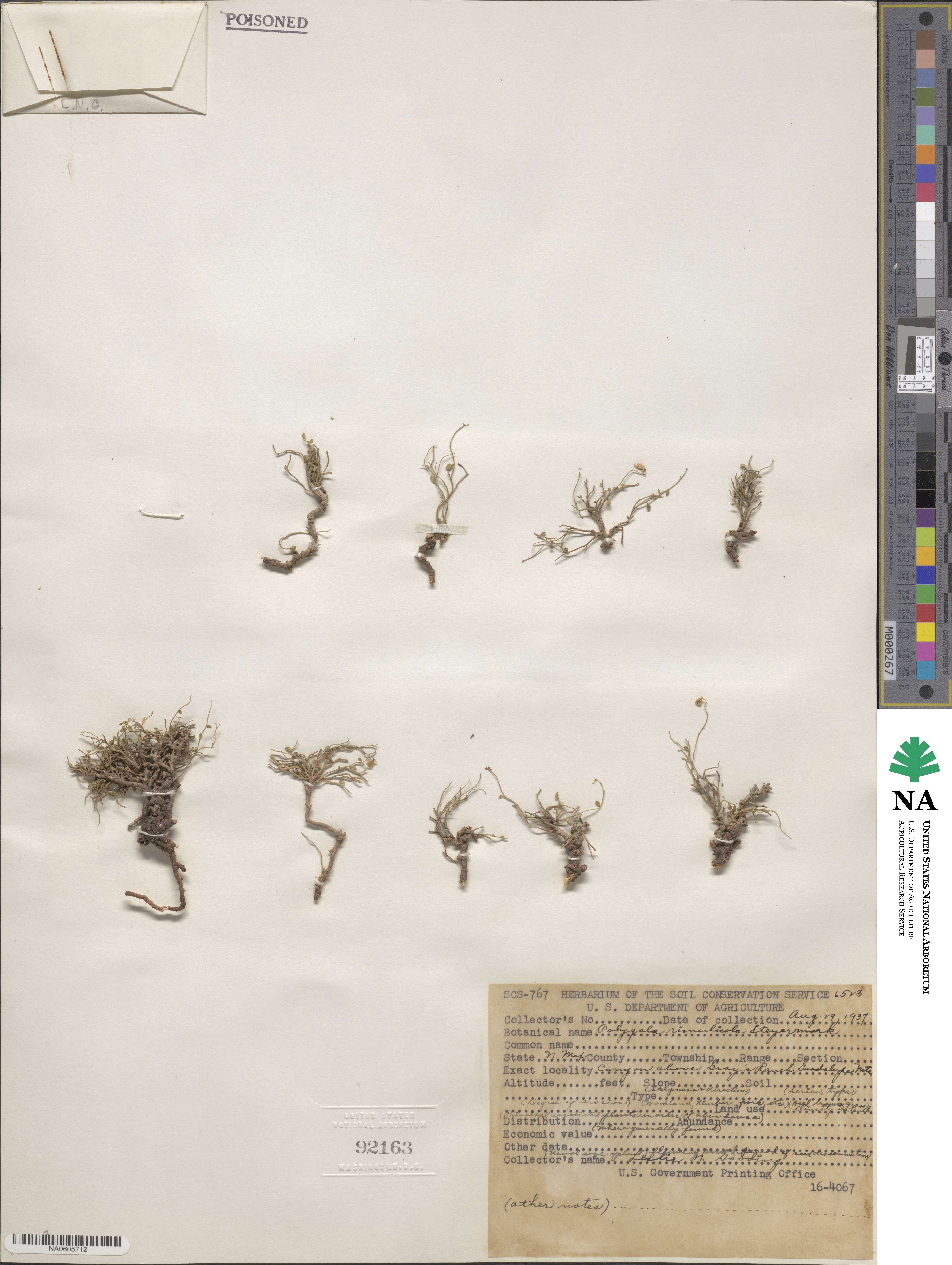 Rhinotropis rimulicola image