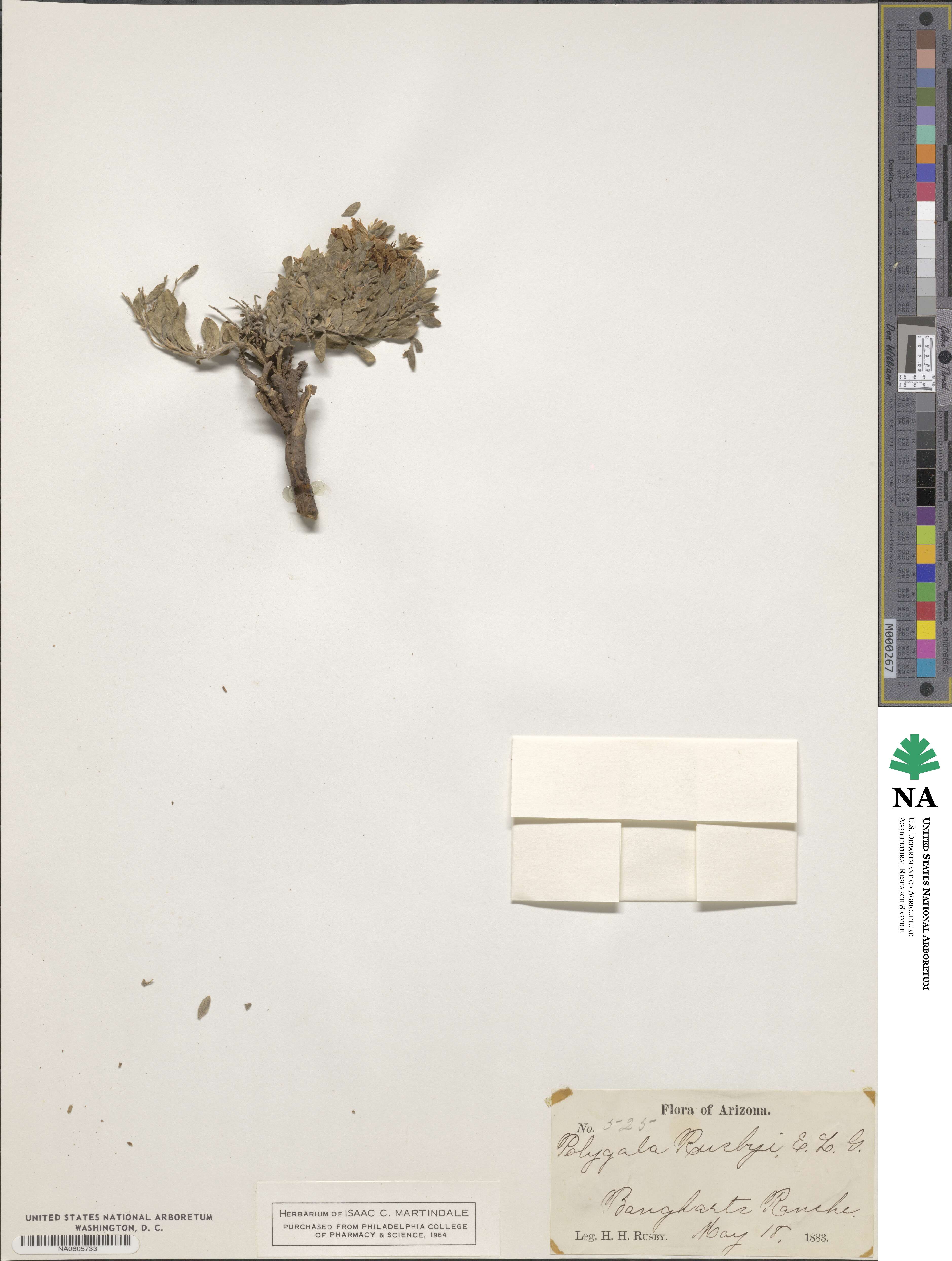 Rhinotropis rusbyi image