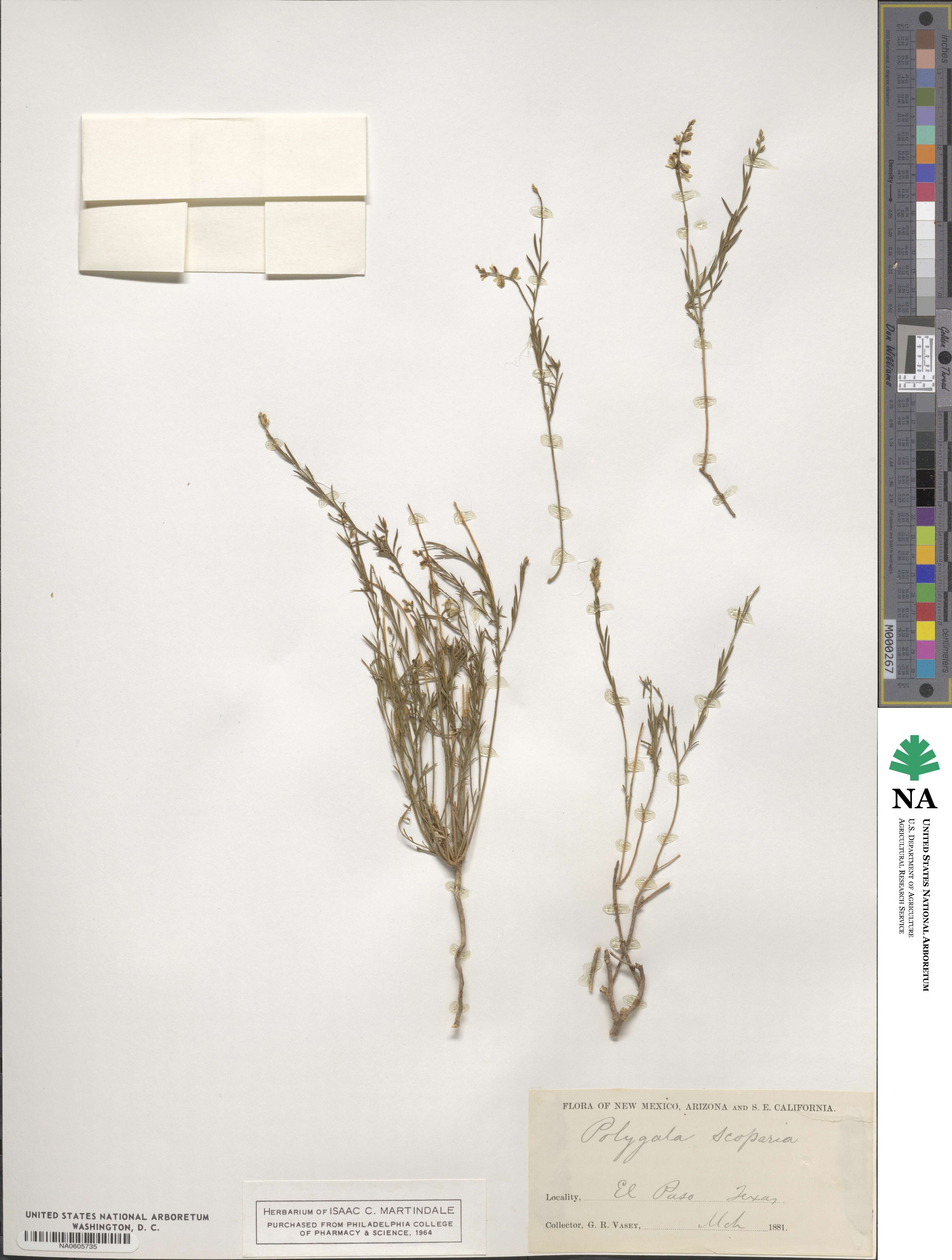Polygala scoparia image