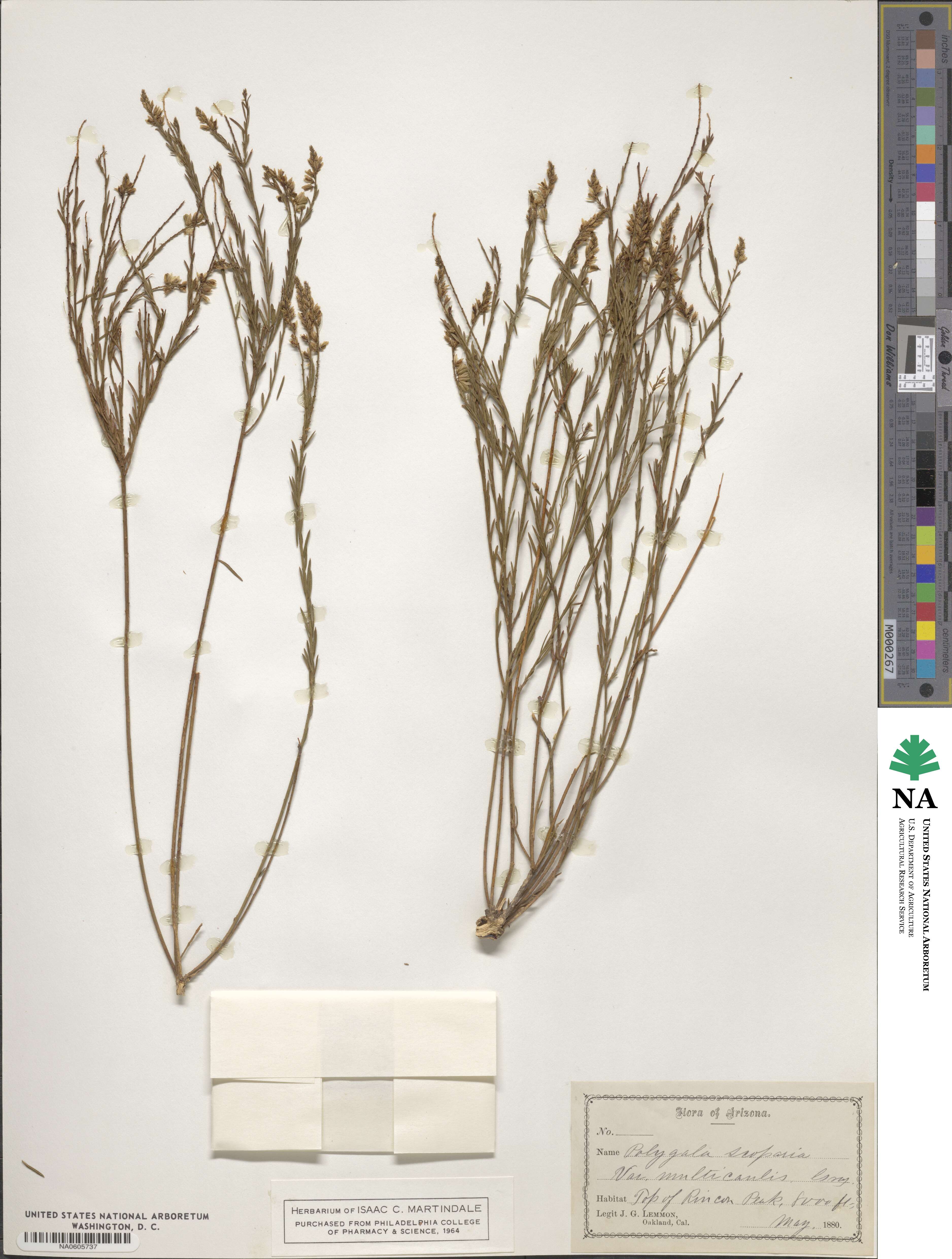 Polygala scoparioides image