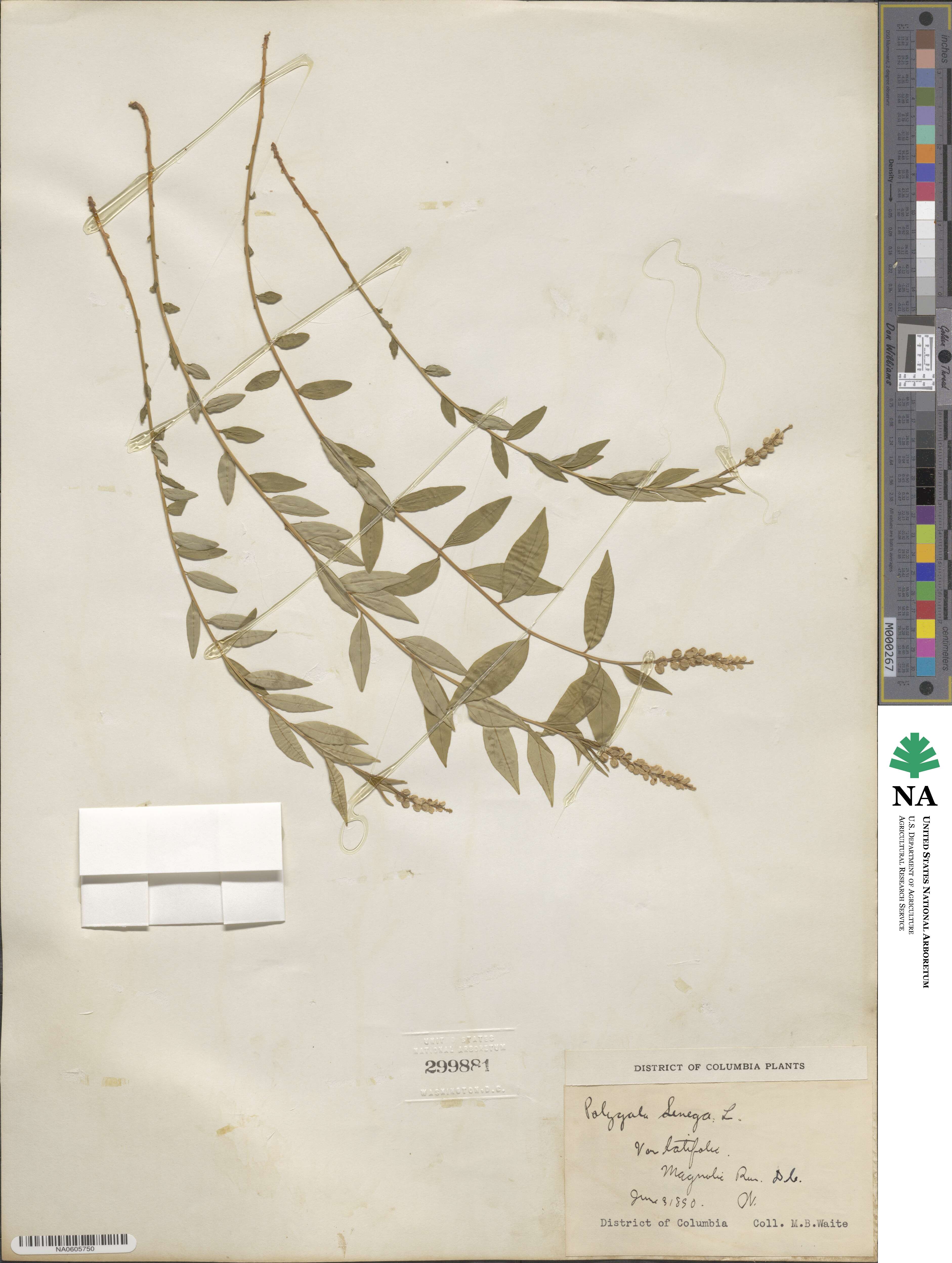 Polygala senega image