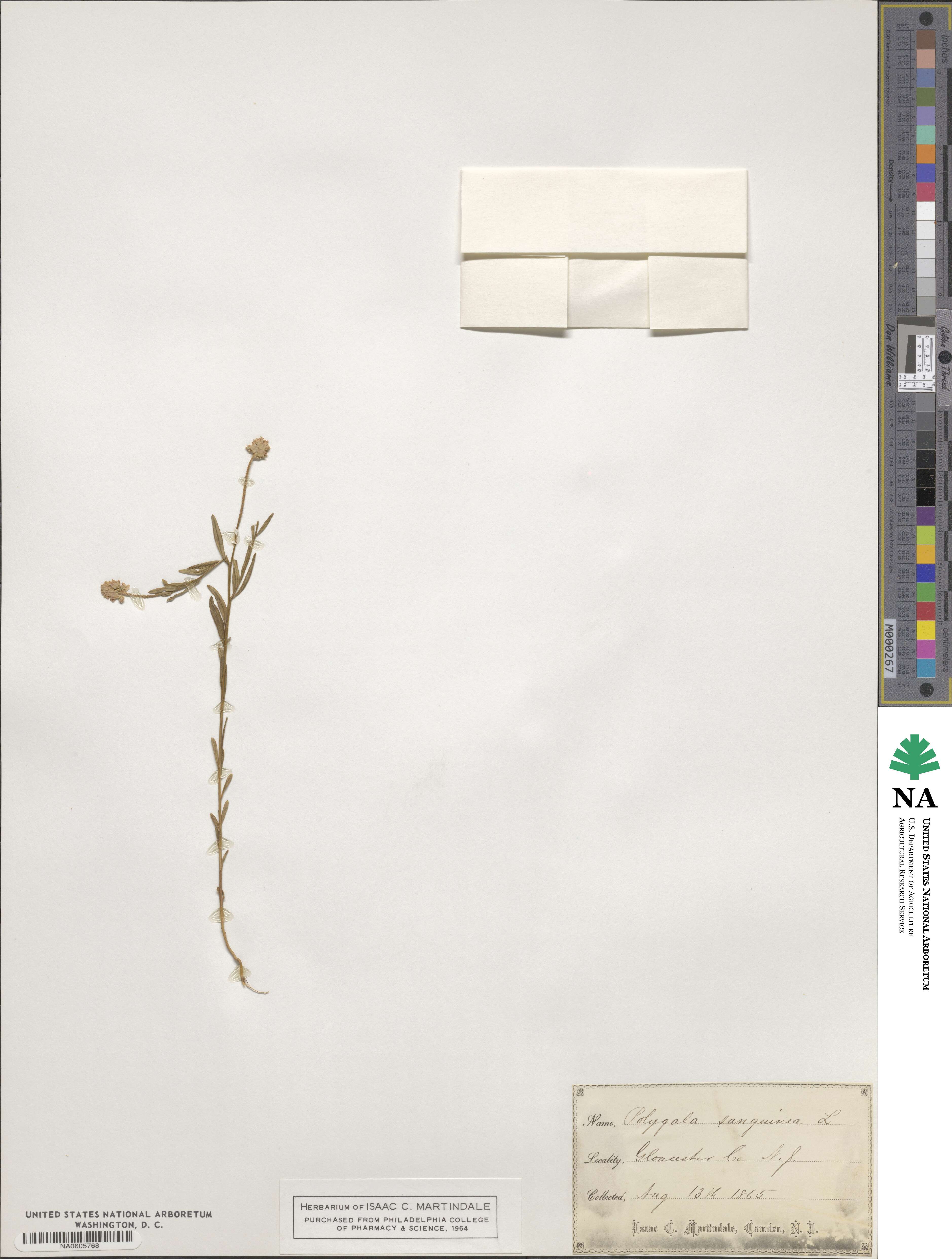 Polygala sanguinea image