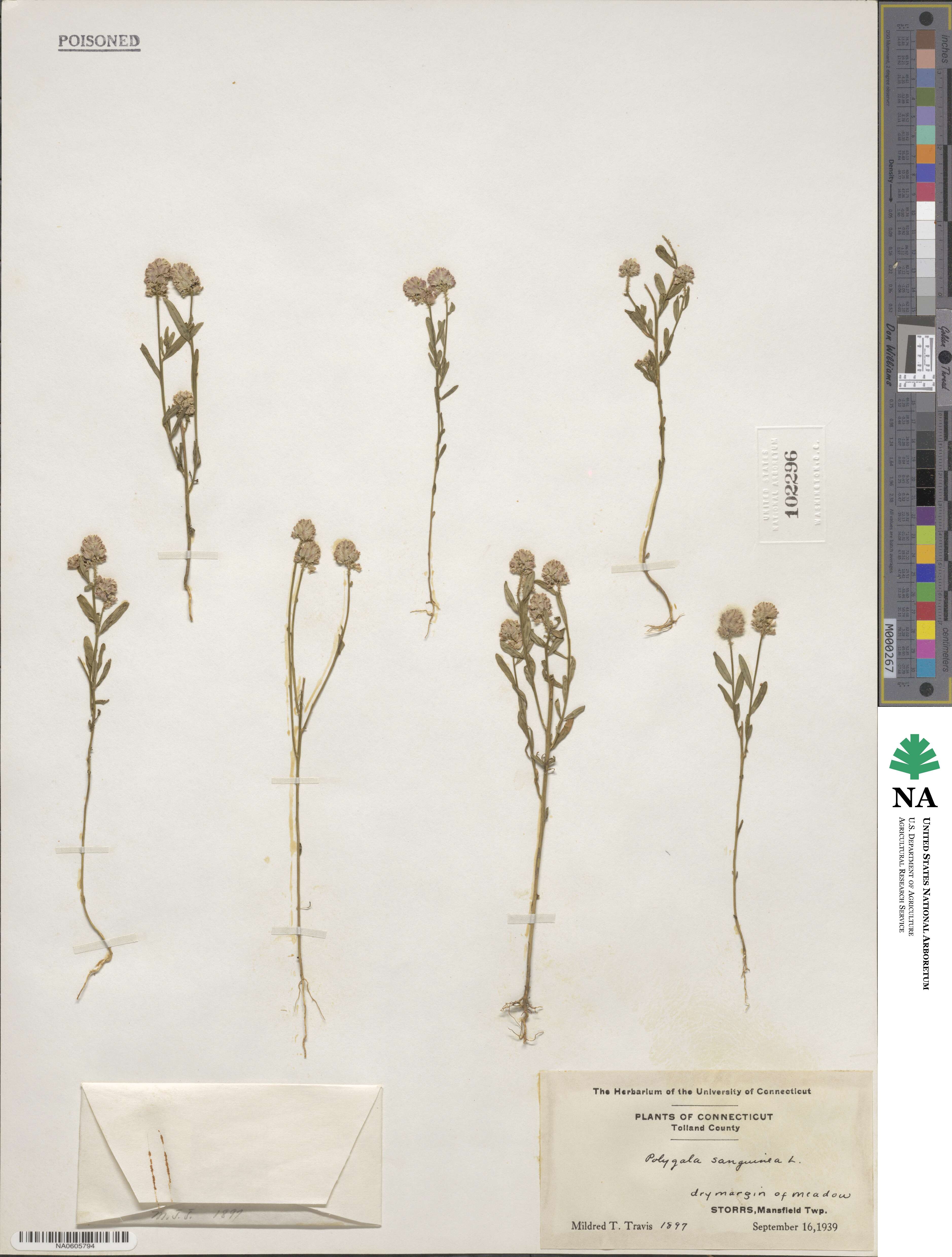 Polygala sanguinea image