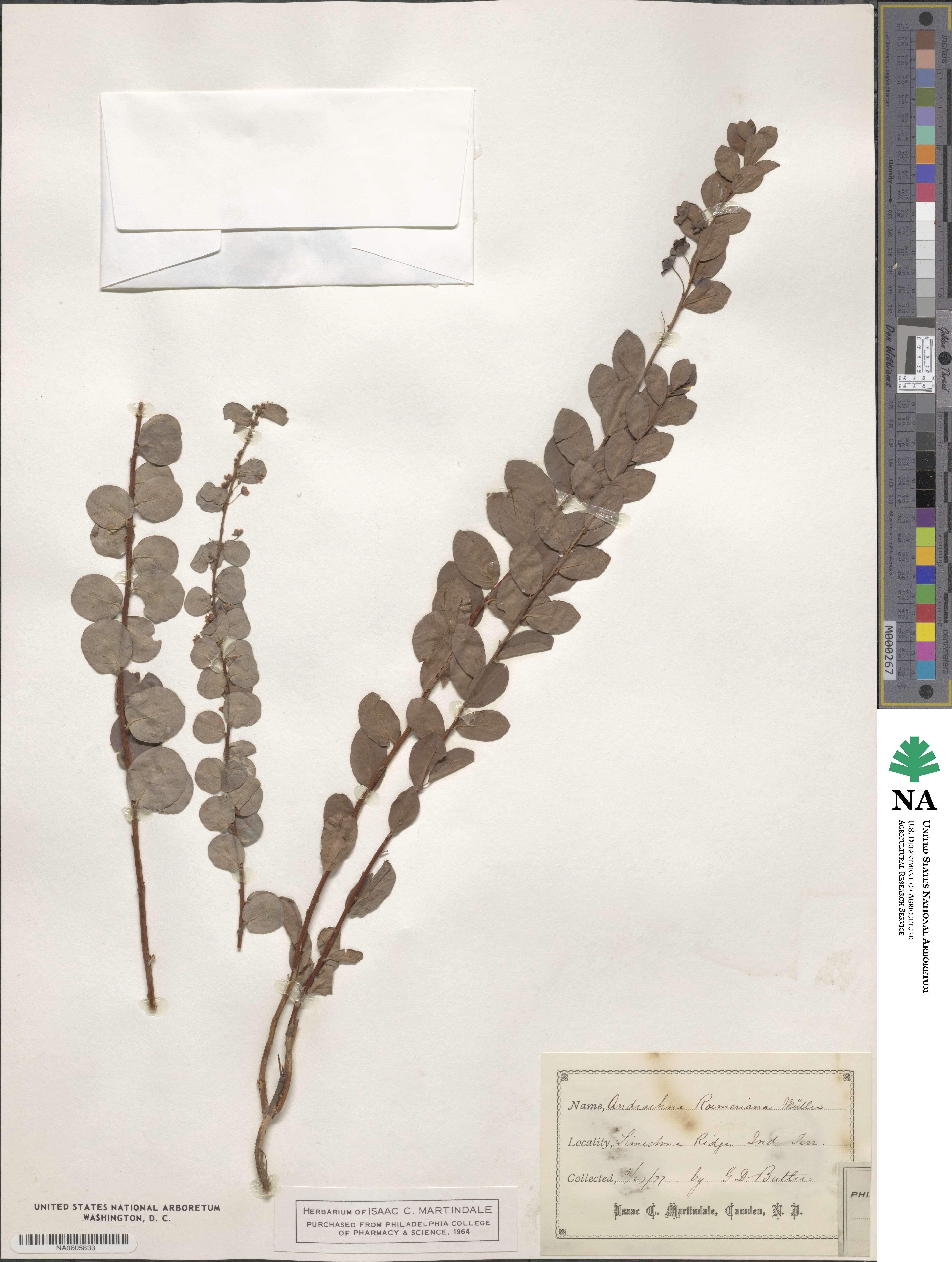 Phyllanthopsis phyllanthoides image