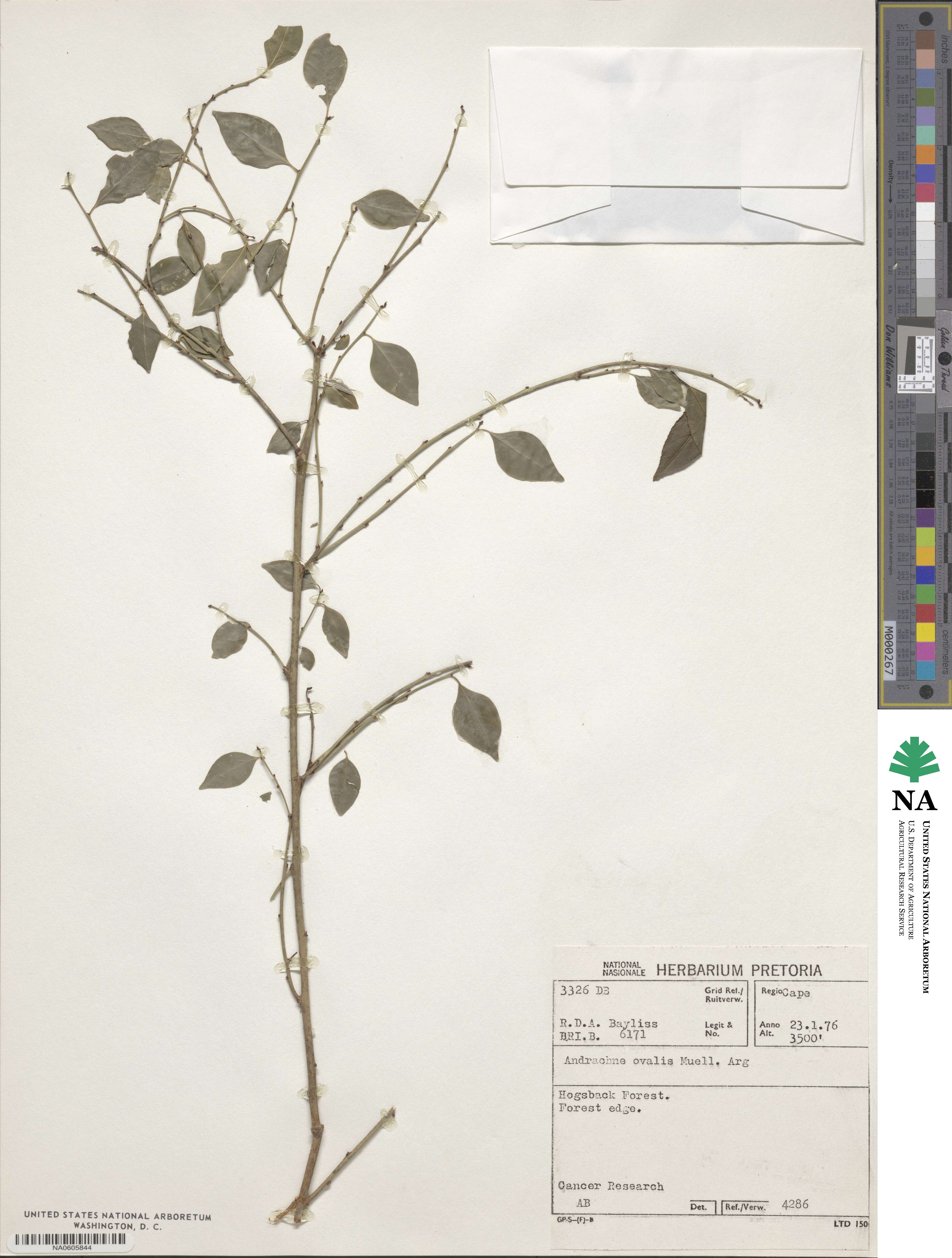Pseudophyllanthus ovalis image