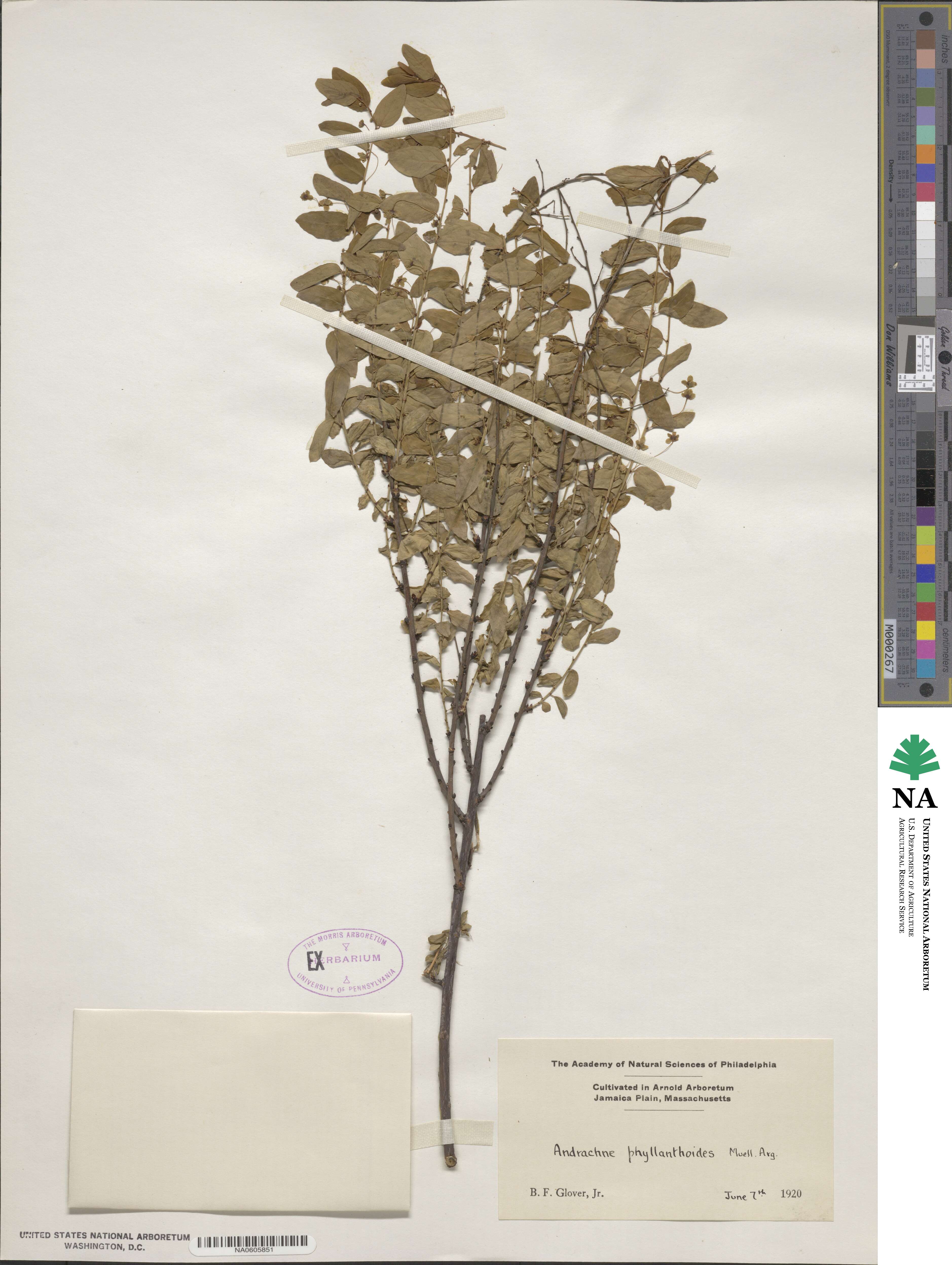 Leptopus chinensis image