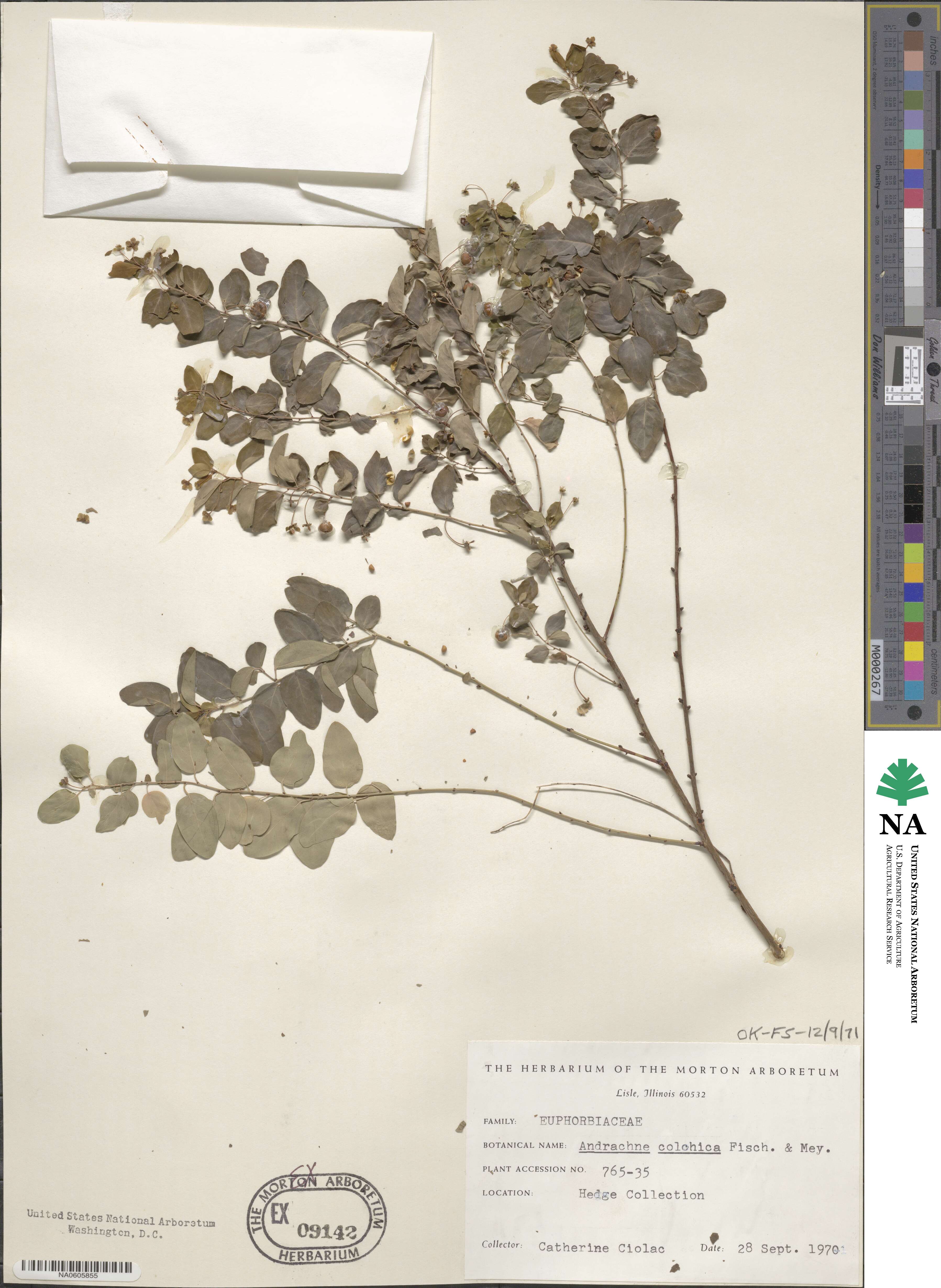 Leptopus image