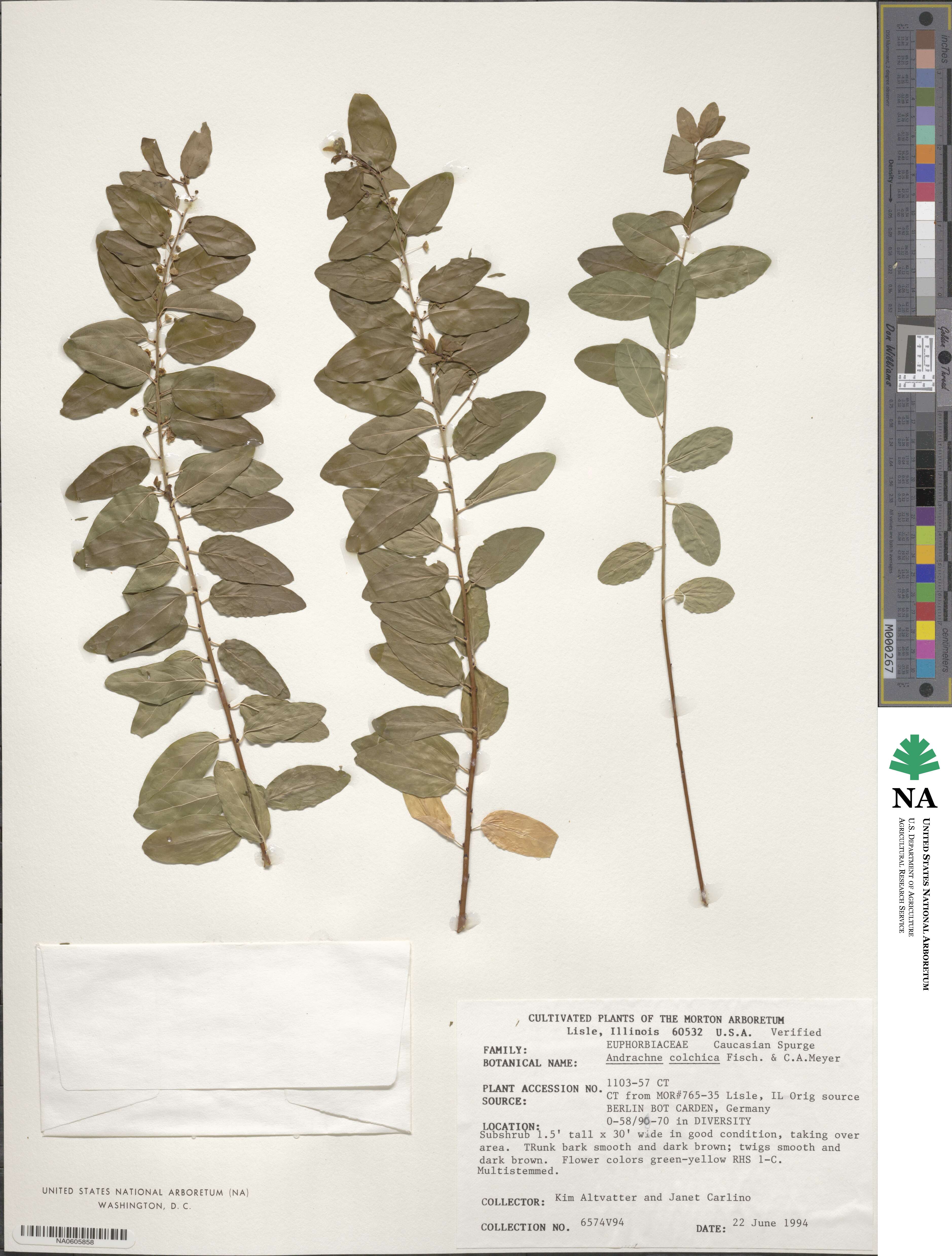 Leptopus chinensis image