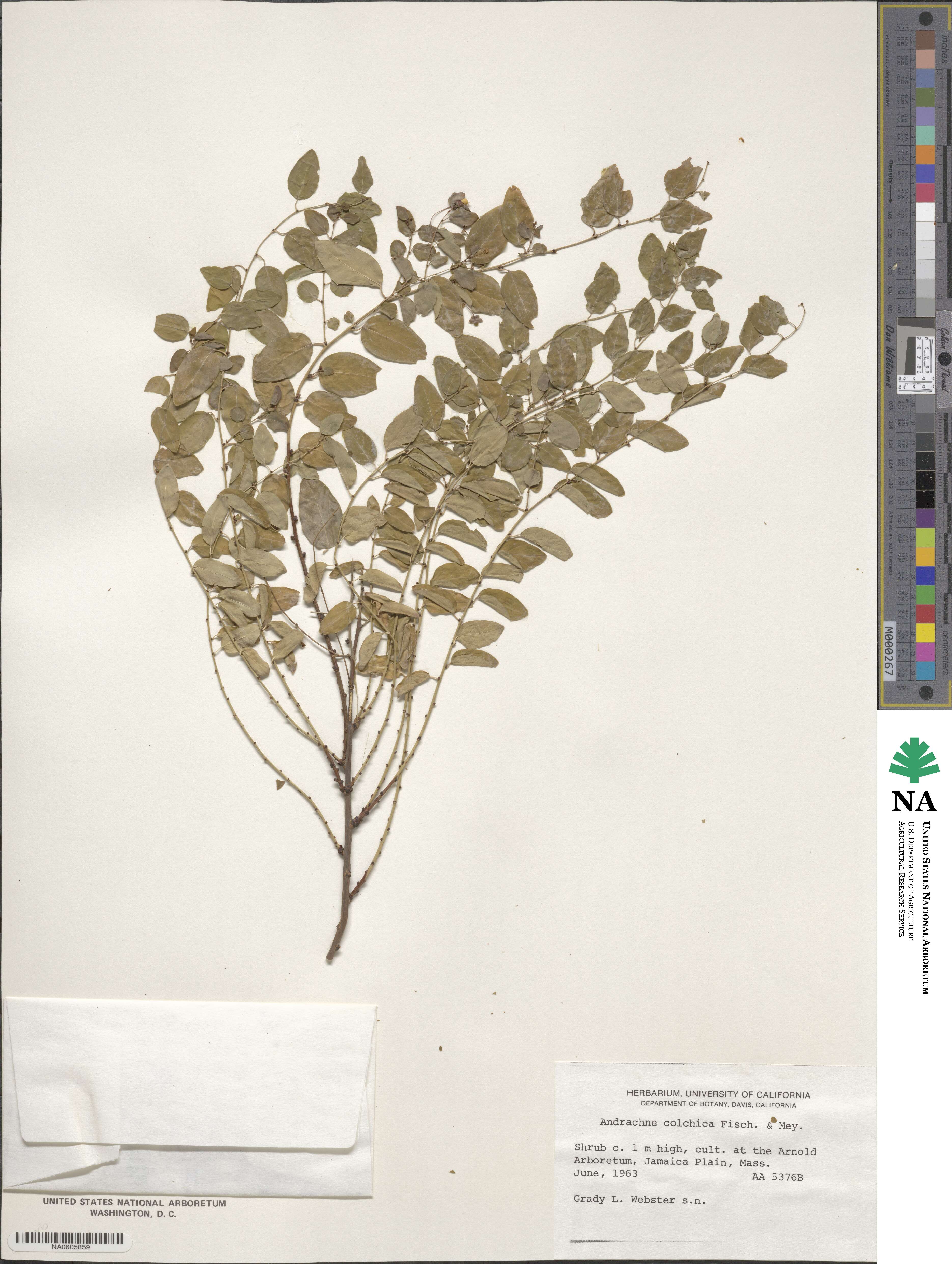 Leptopus chinensis image