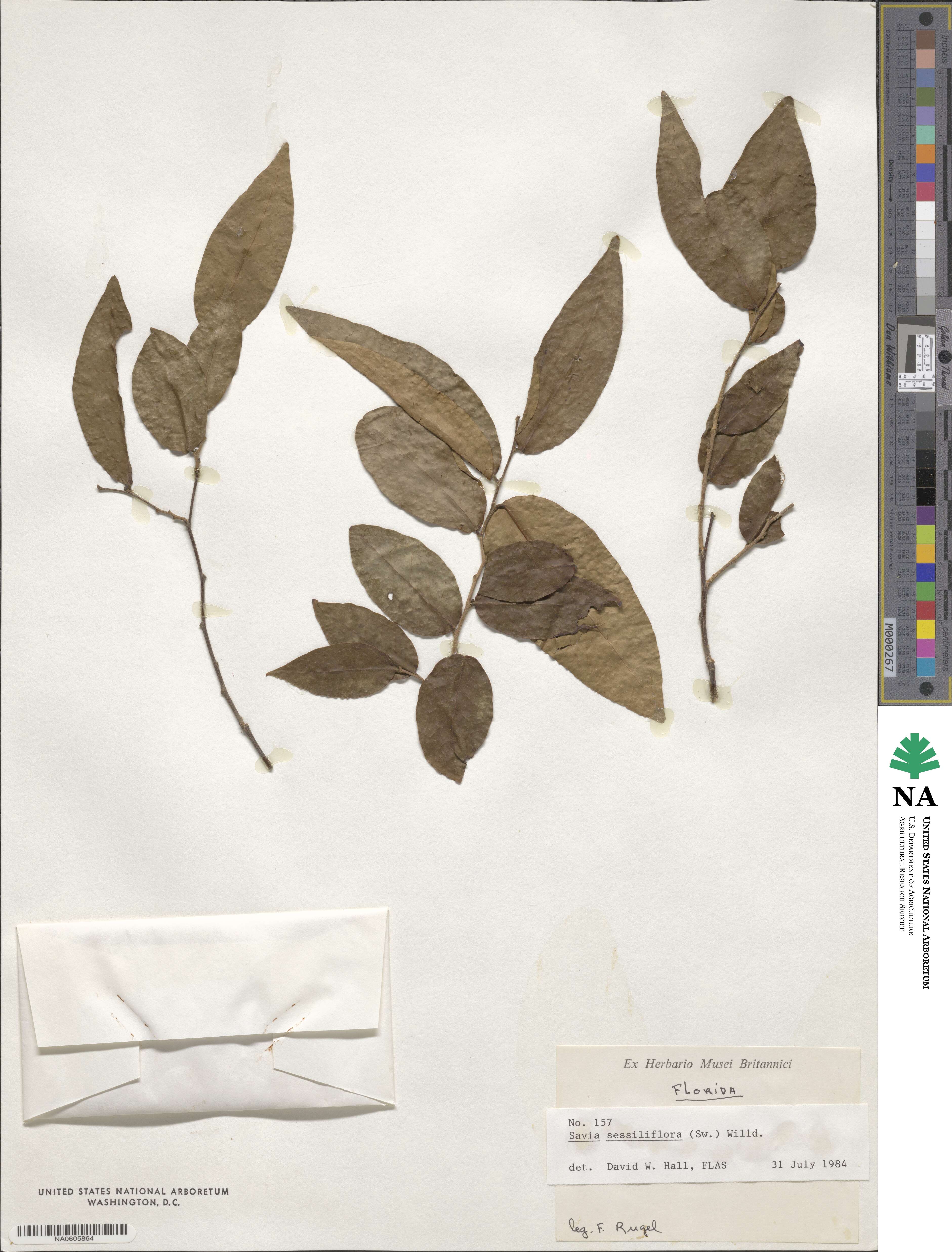 Savia image